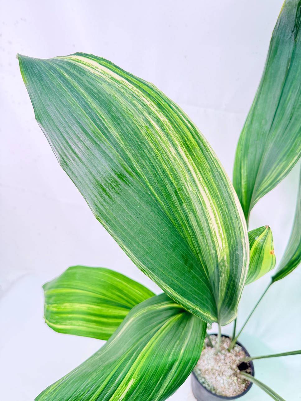 Aspidistra Elatior Variegata 04