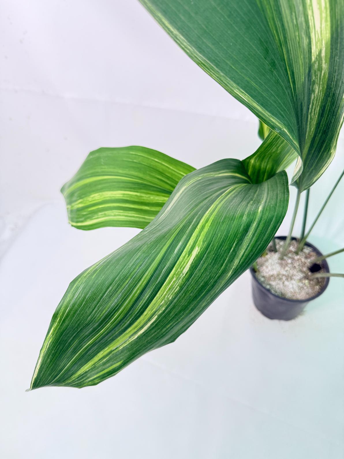 Aspidistra Elatior Variegata 05
