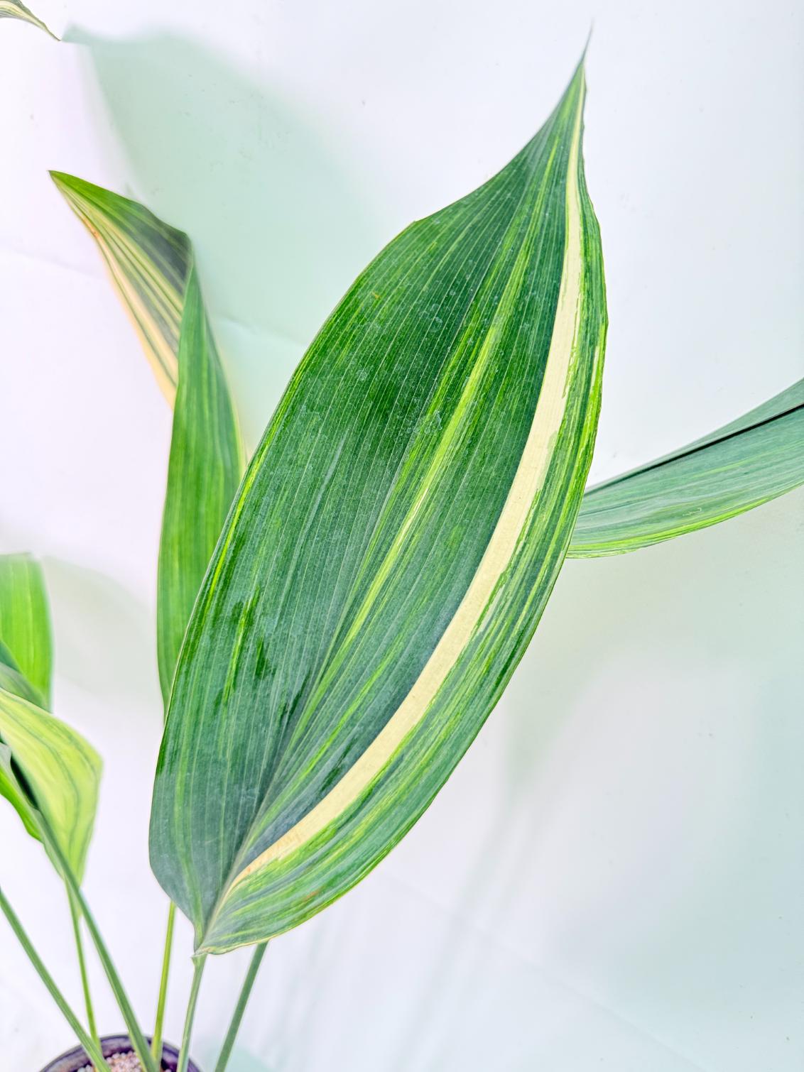 Aspidistra Elatior Variegata 06