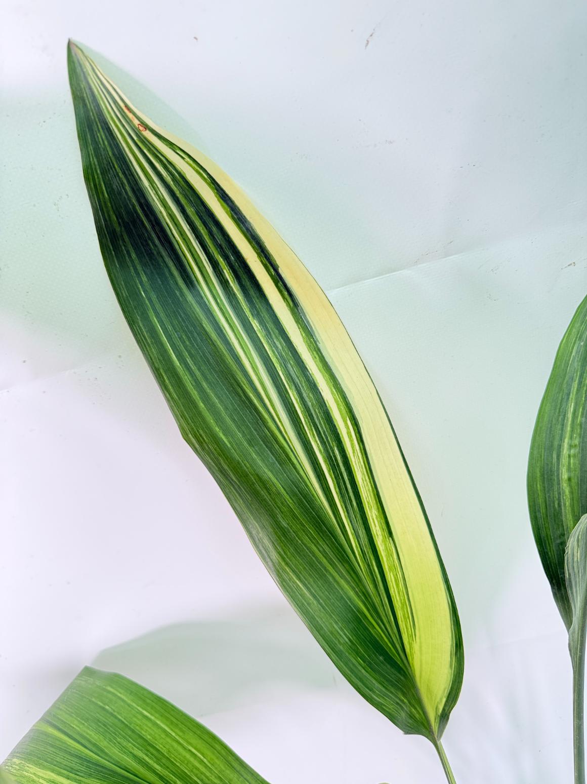 Aspidistra Elatior Variegata 07