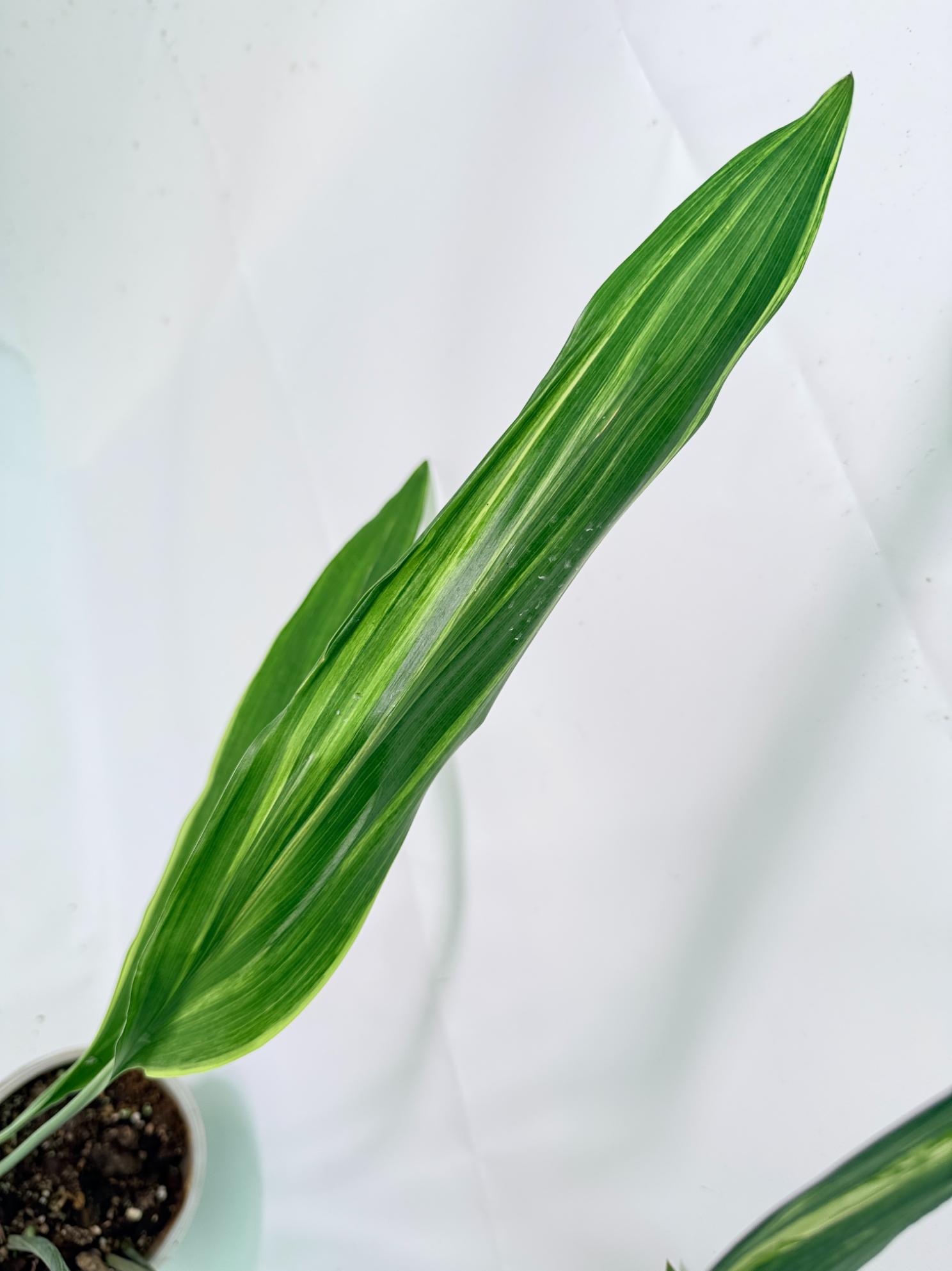 Aspidistra Elatior Variegata 09