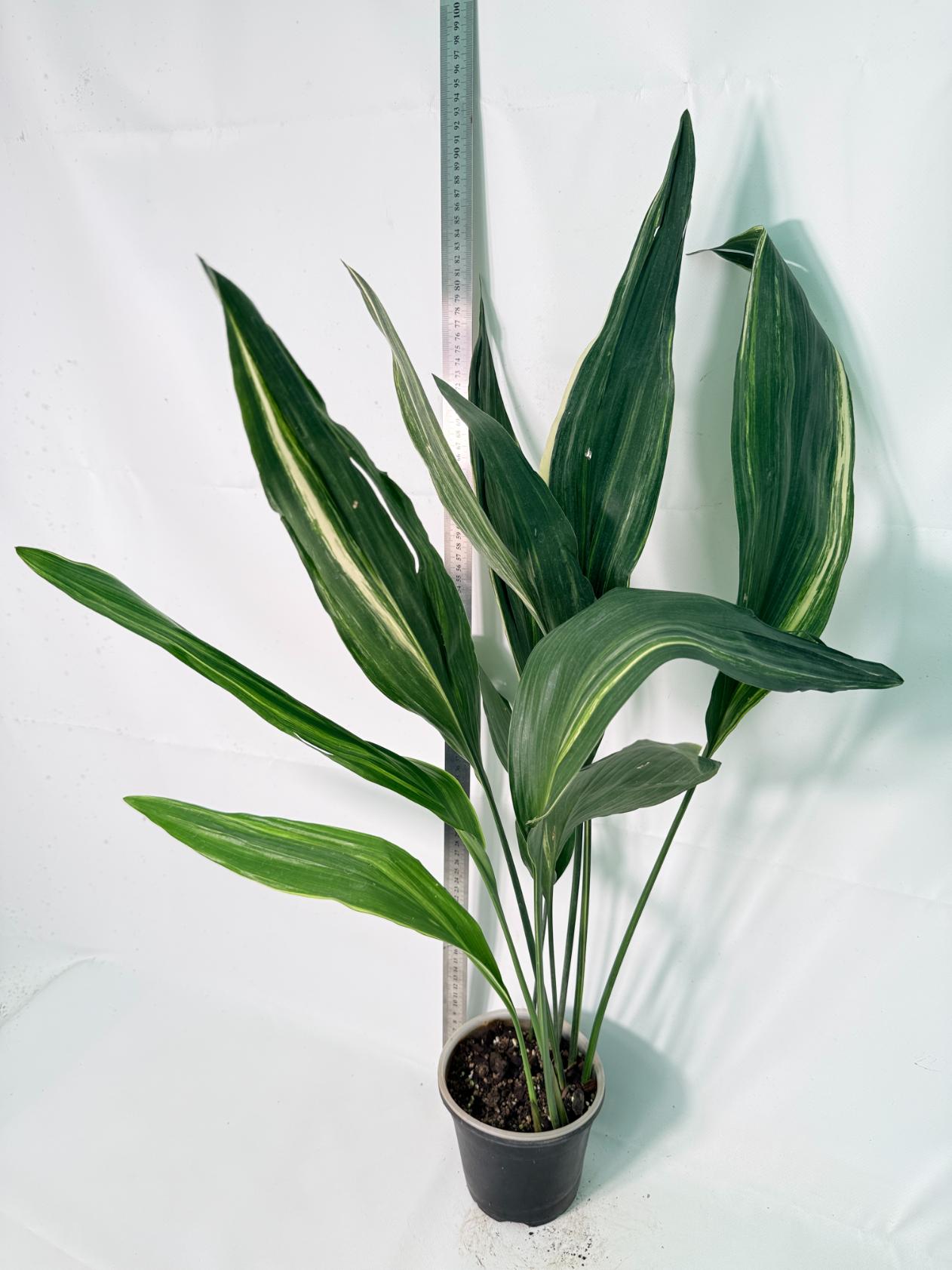 Aspidistra Elatior Variegata 01