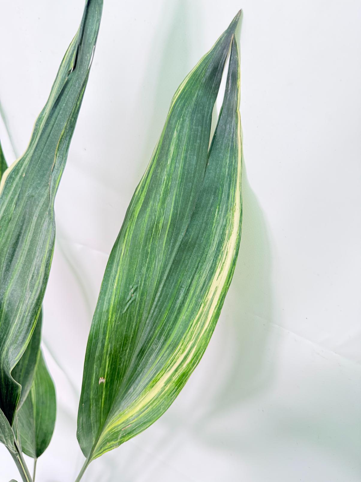 Aspidistra Elatior Variegata 02