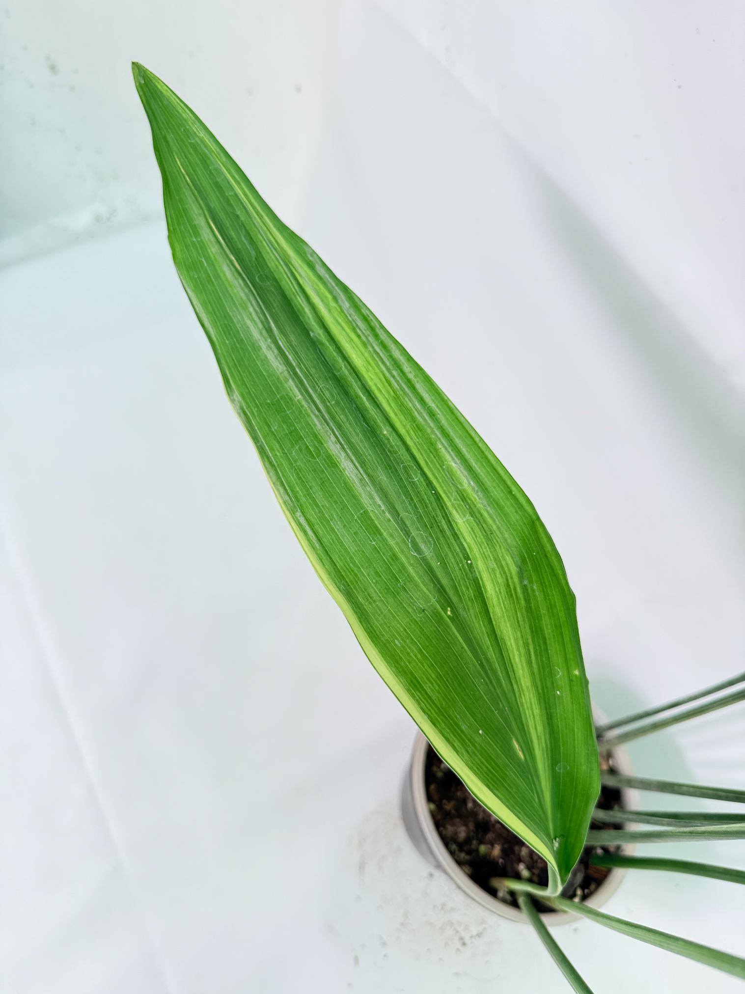 Aspidistra Elatior Variegata 03