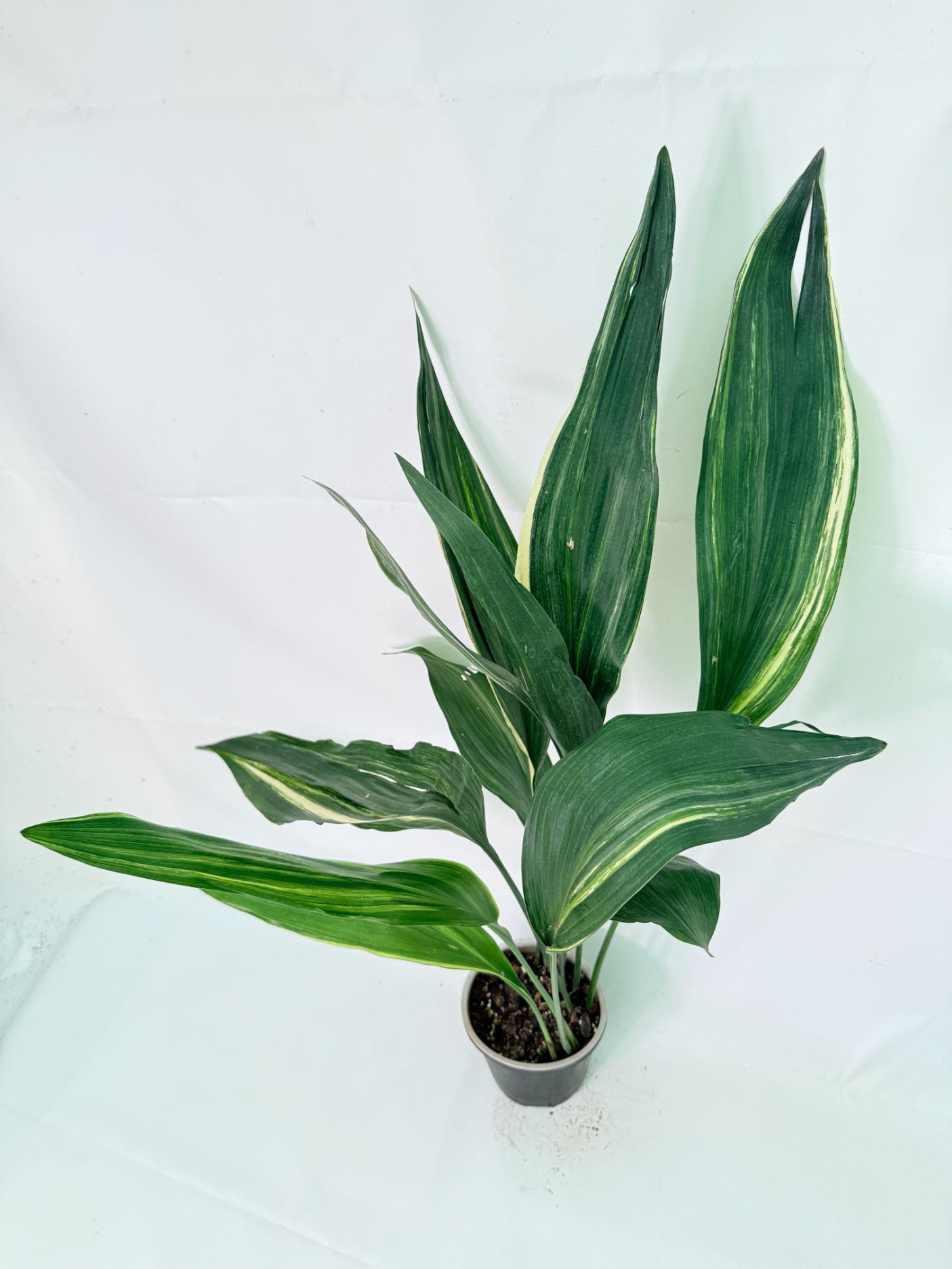 Aspidistra Elatior Variegata 04