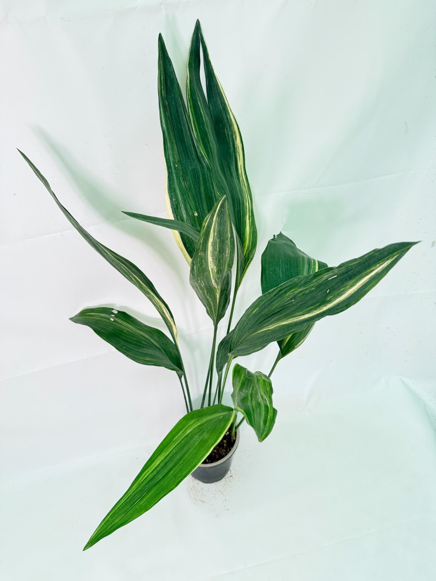 Aspidistra Elatior Variegata 05