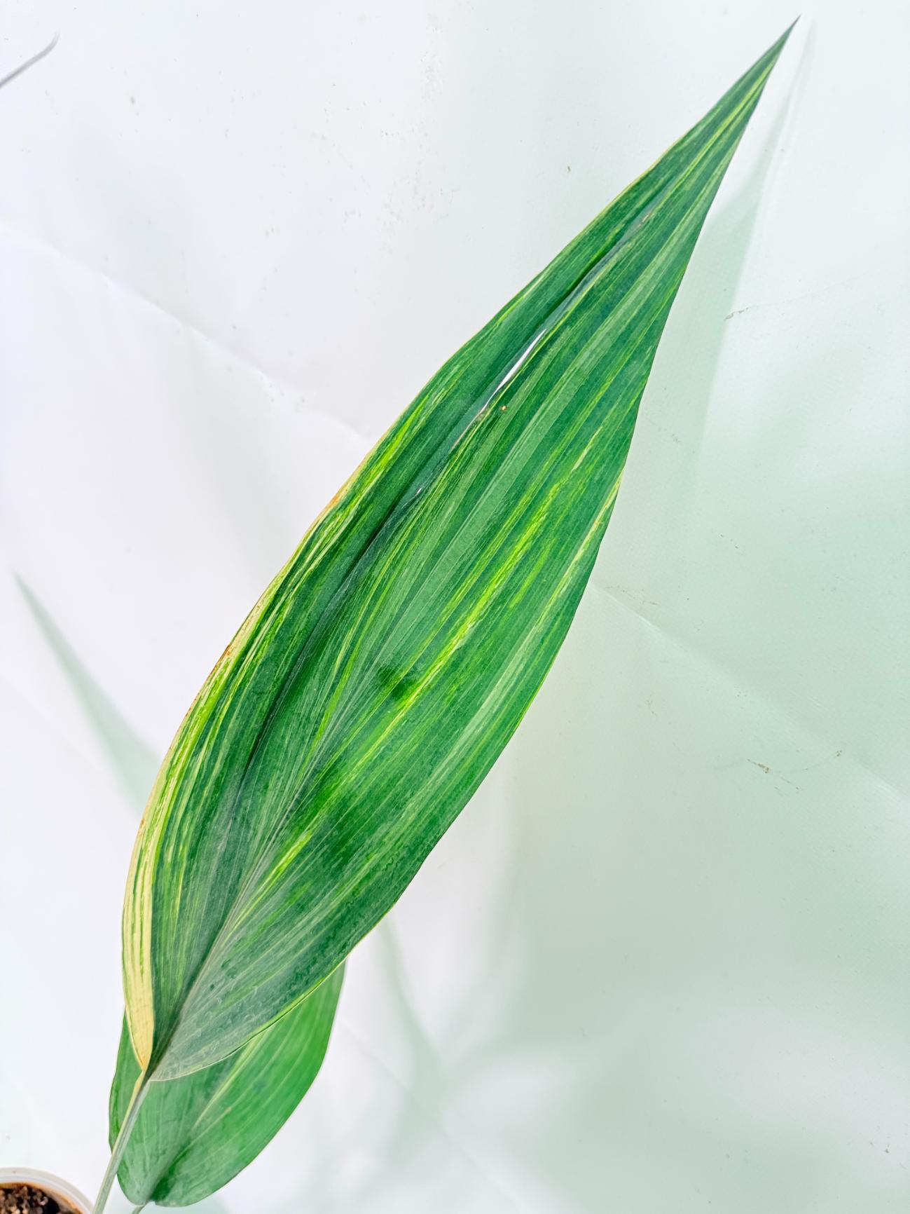 Aspidistra Elatior Variegata 06