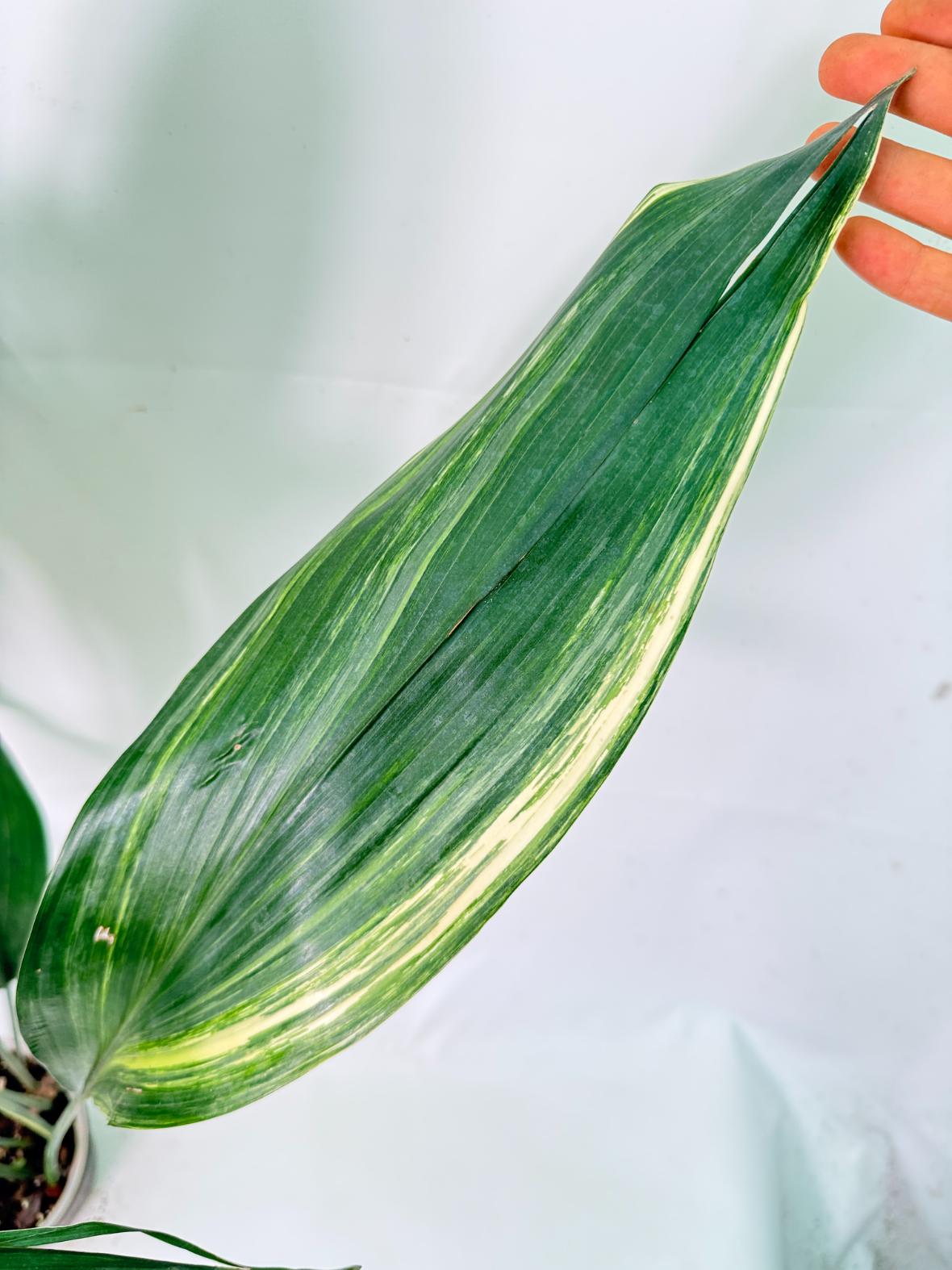 Aspidistra Elatior Variegata 08