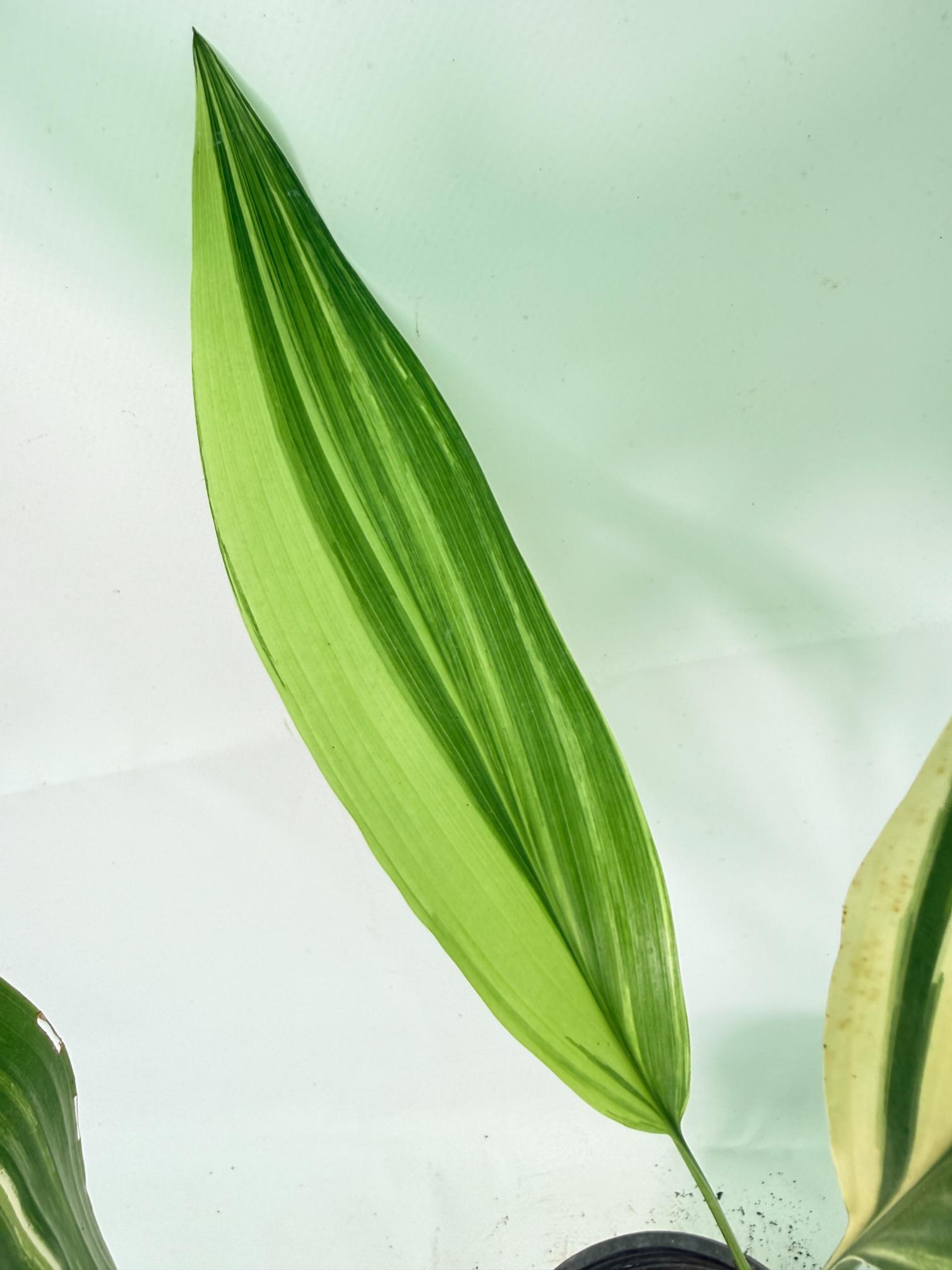 Aspidistra Elatior Variegata 09