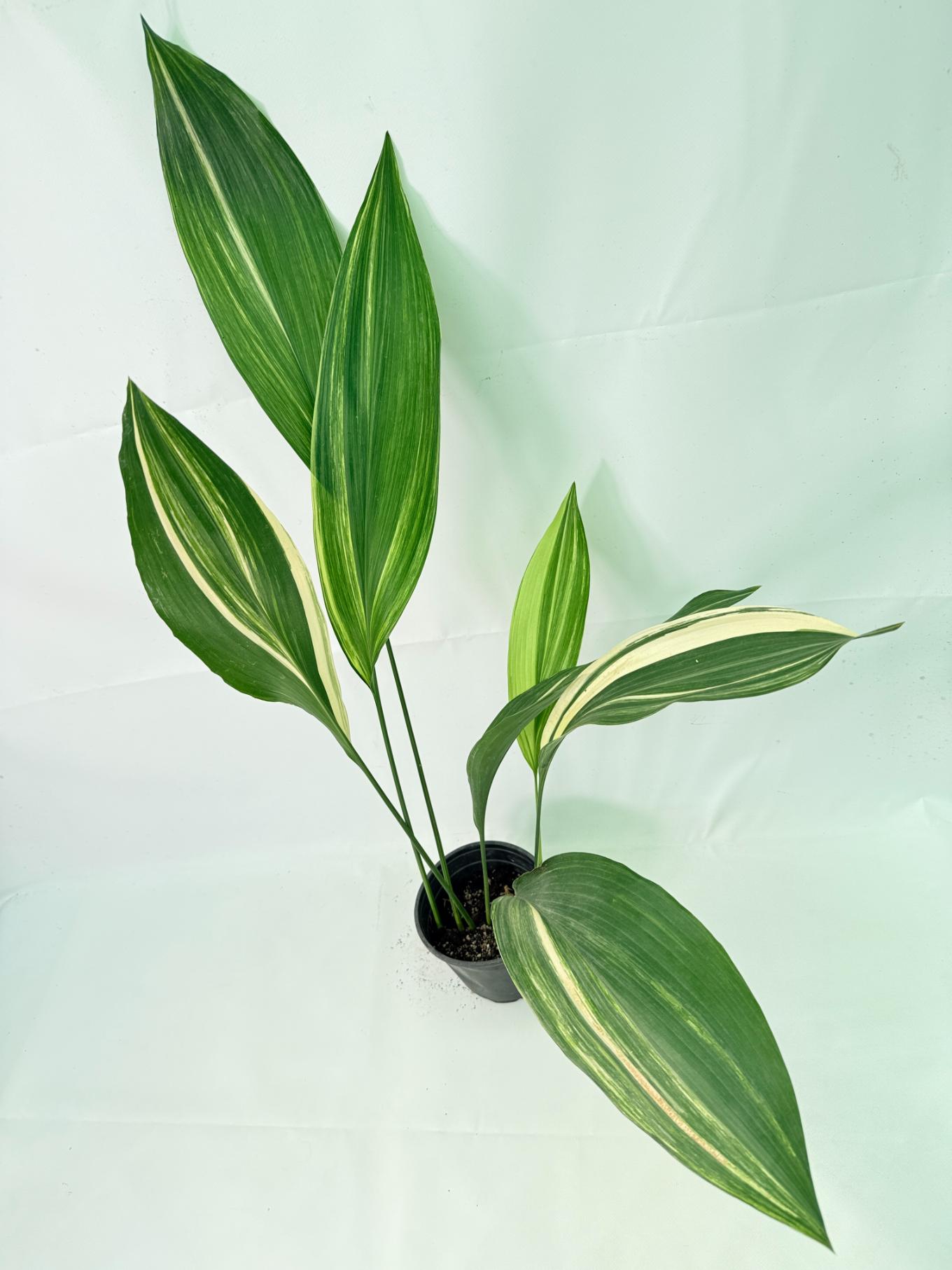 Aspidistra Elatior Variegata 10