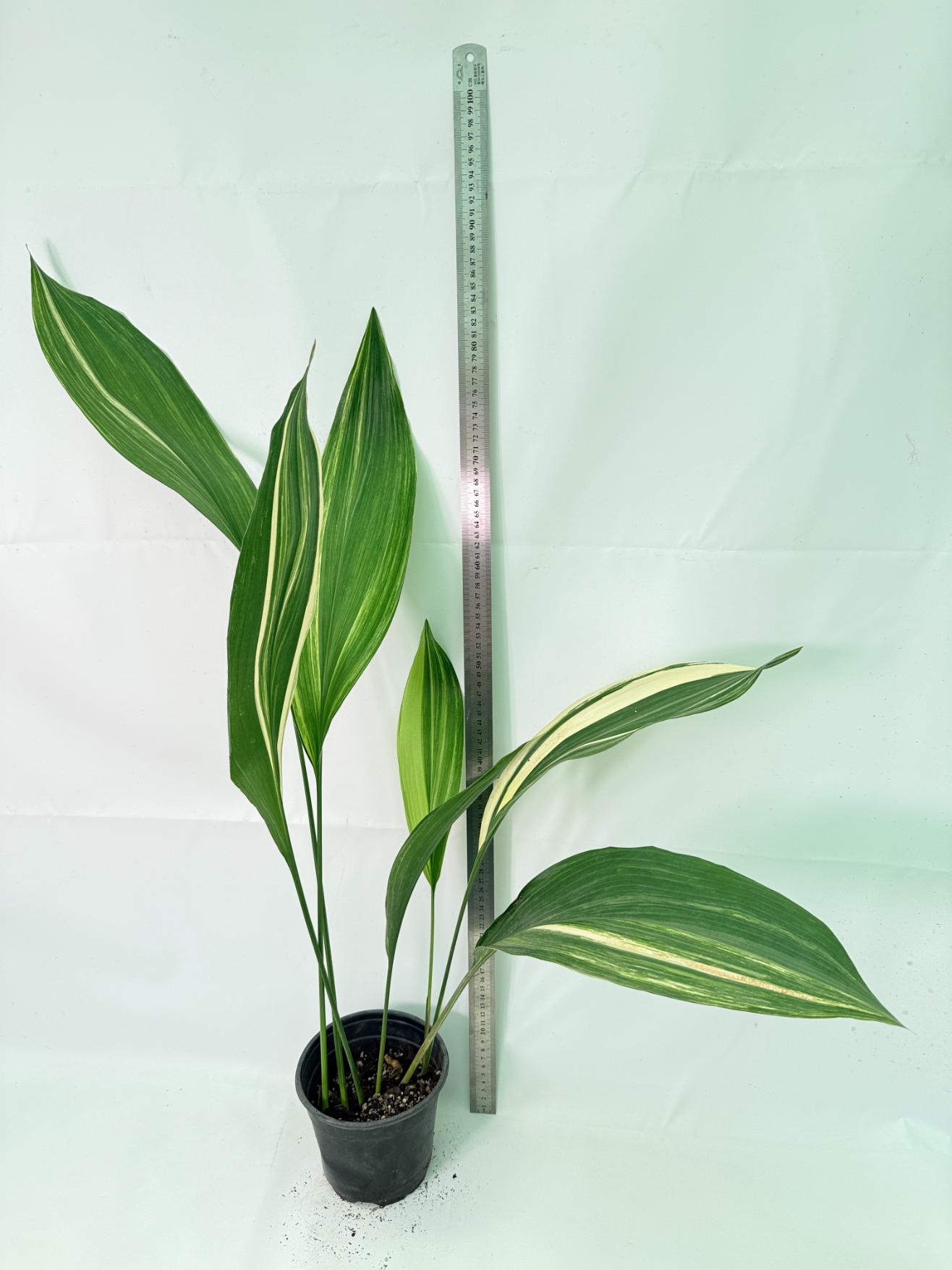 Aspidistra Elatior Variegata 02
