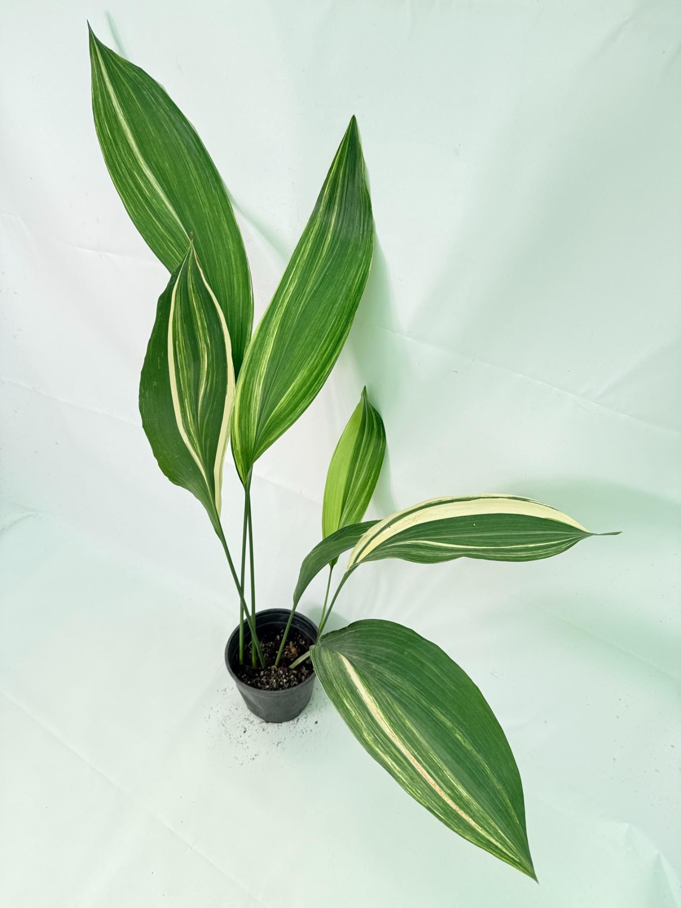 Aspidistra Elatior Variegata 01
