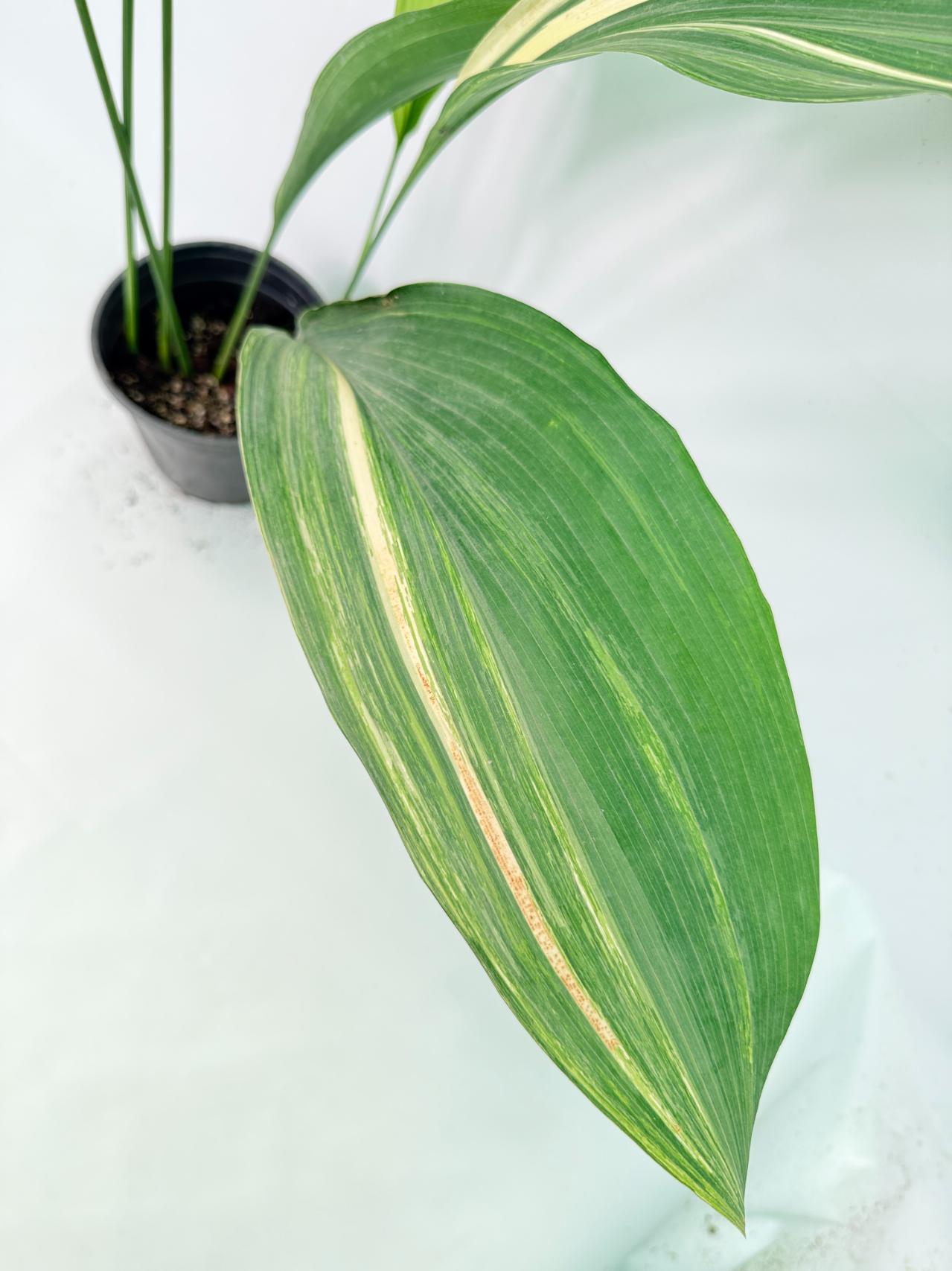 Aspidistra Elatior Variegata 03