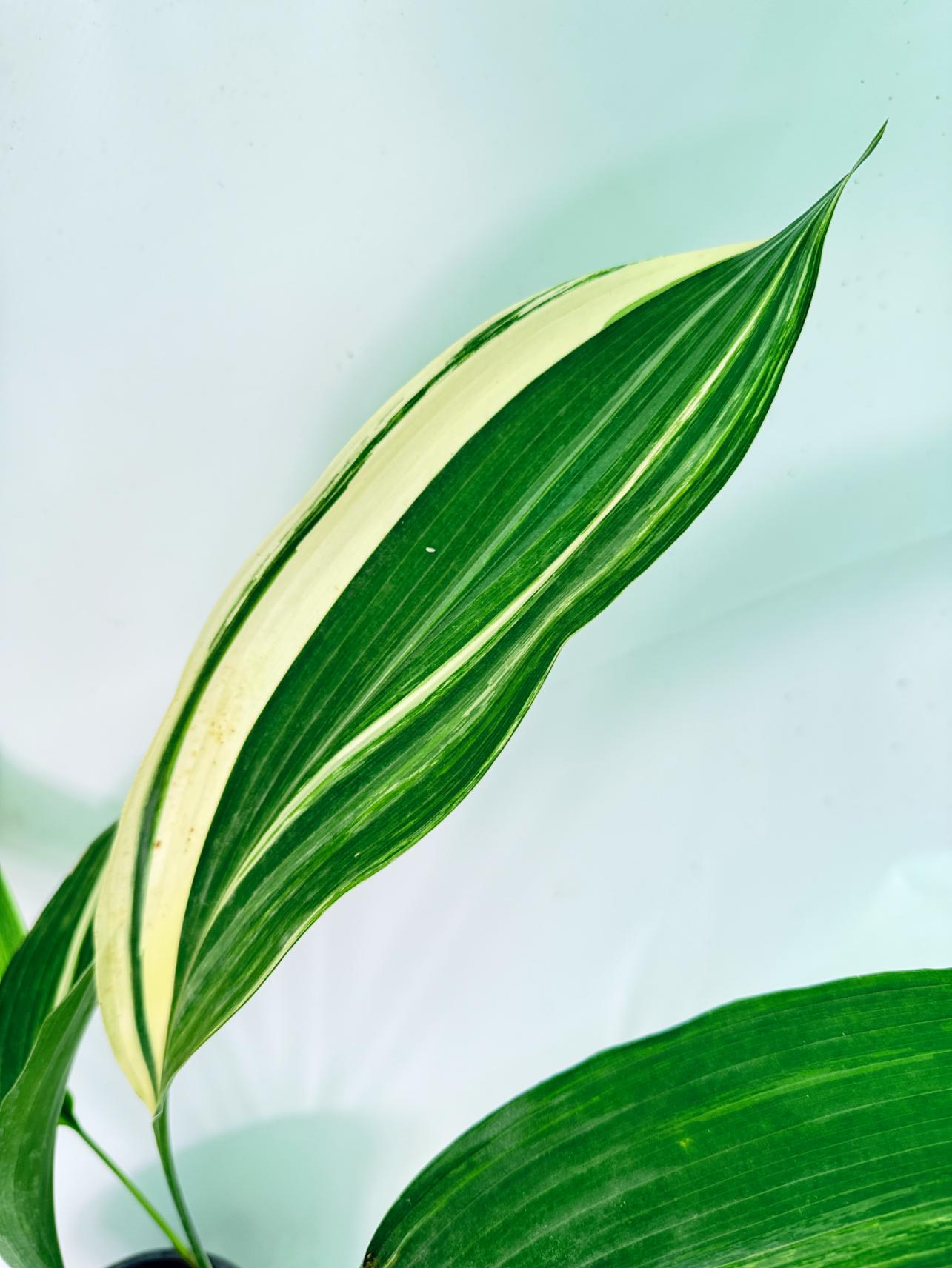 Aspidistra Elatior Variegata 04