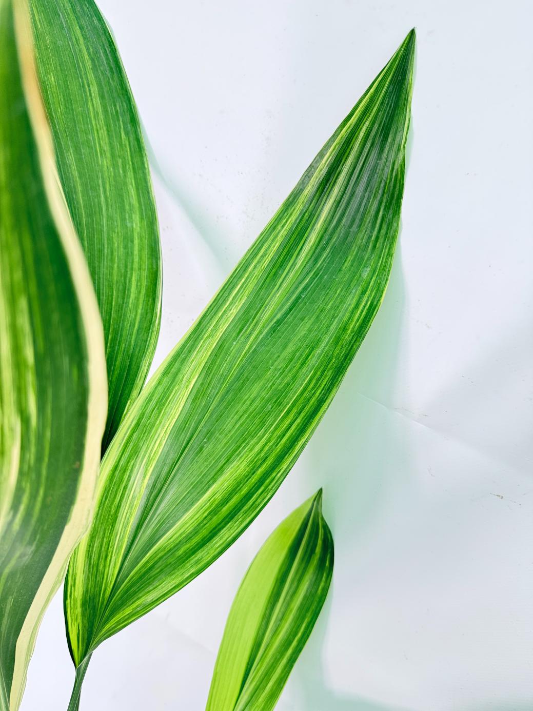 Aspidistra Elatior Variegata 05