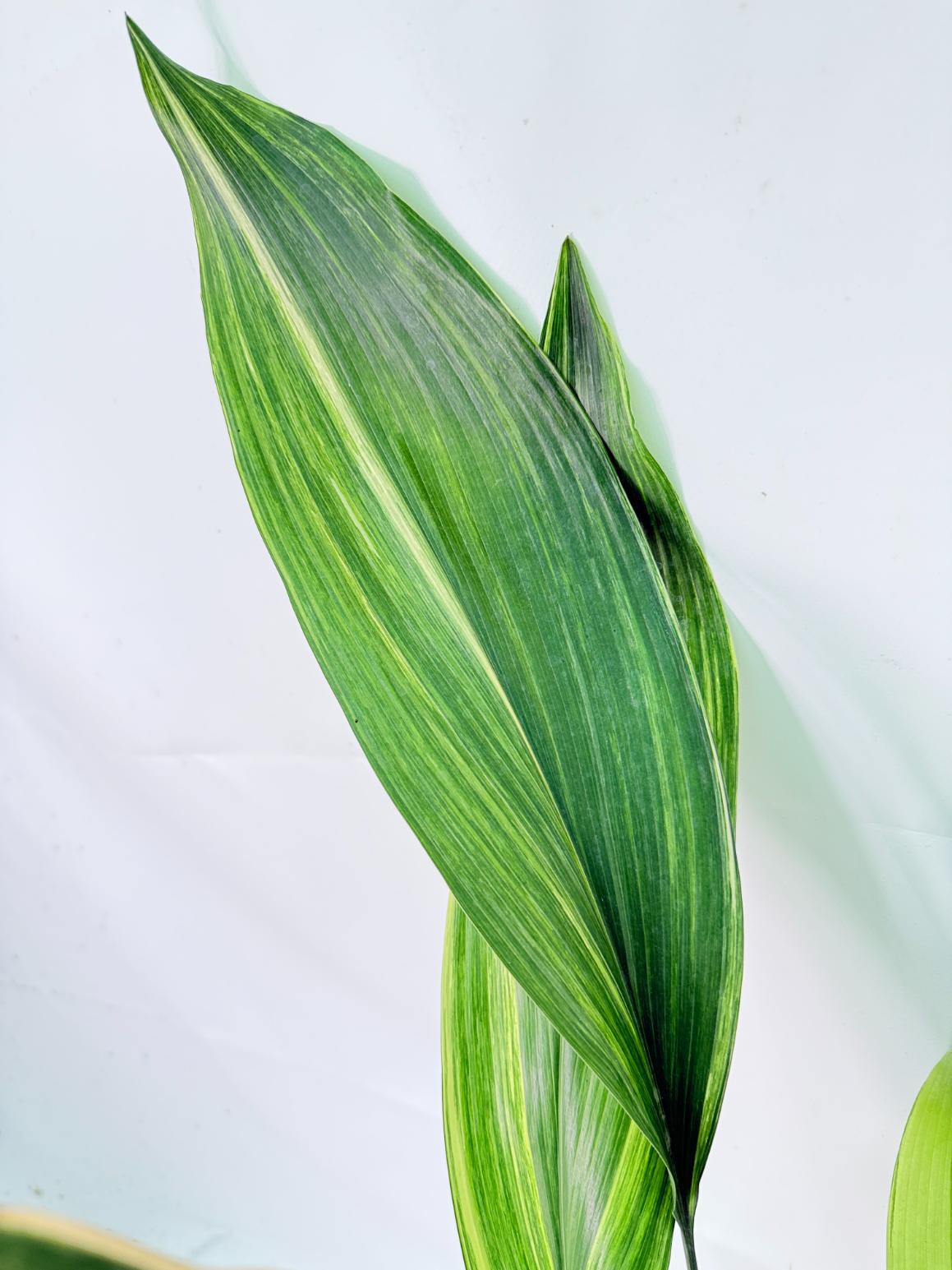 Aspidistra Elatior Variegata 06