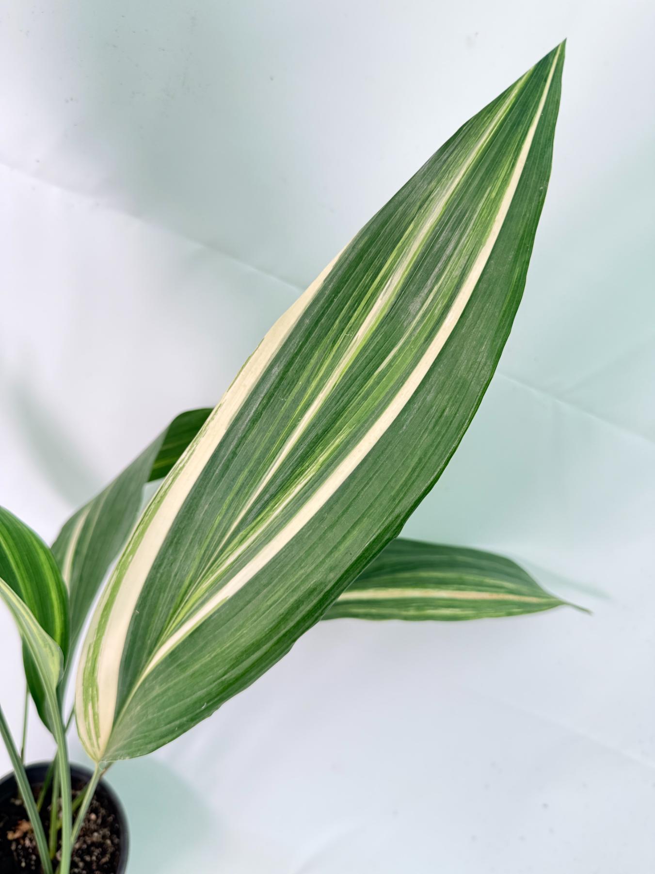 Aspidistra Elatior Variegata 07