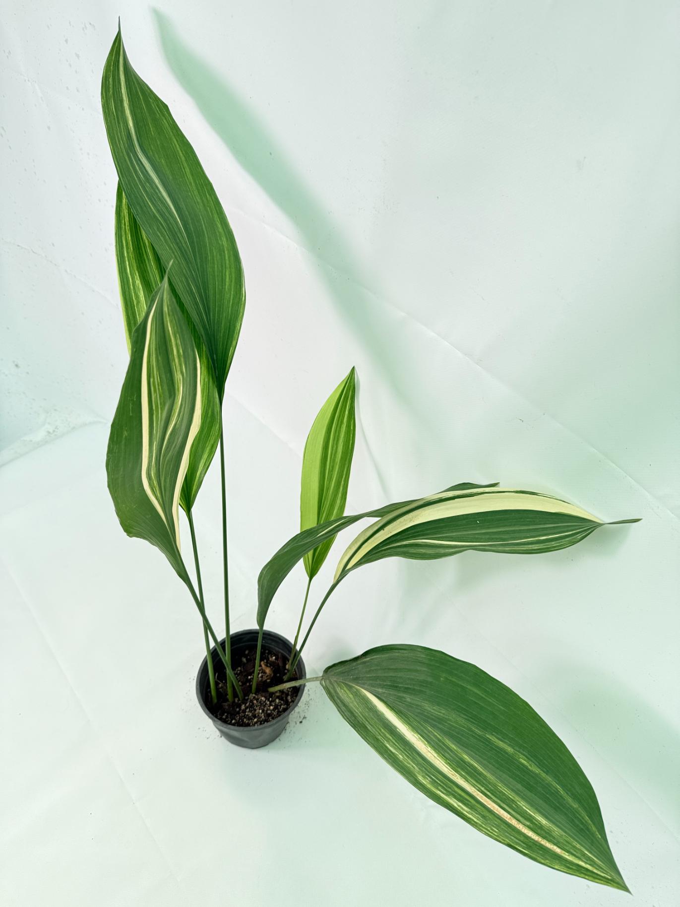 Aspidistra Elatior Variegata 08