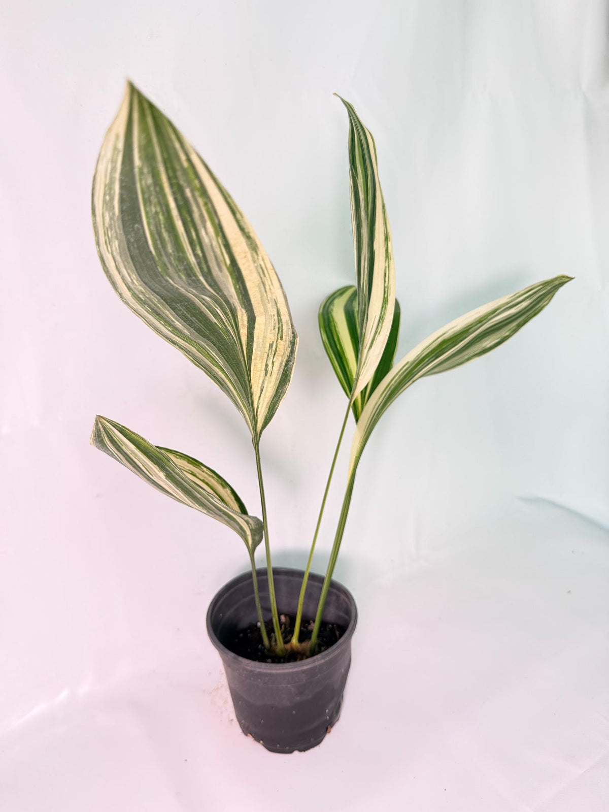 Aspidistra Elatior Variegata 01