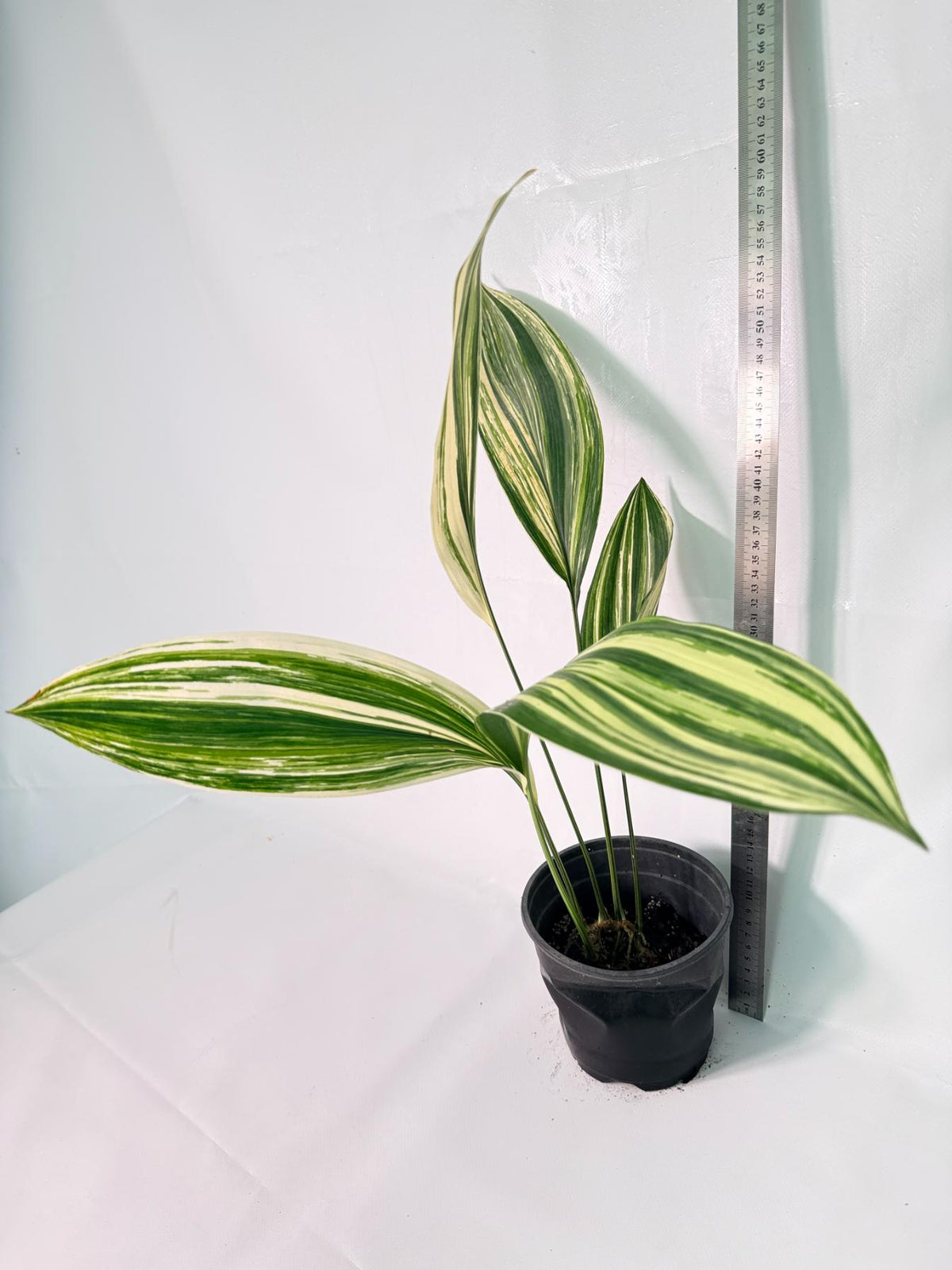 Aspidistra Elatior Variegata 09