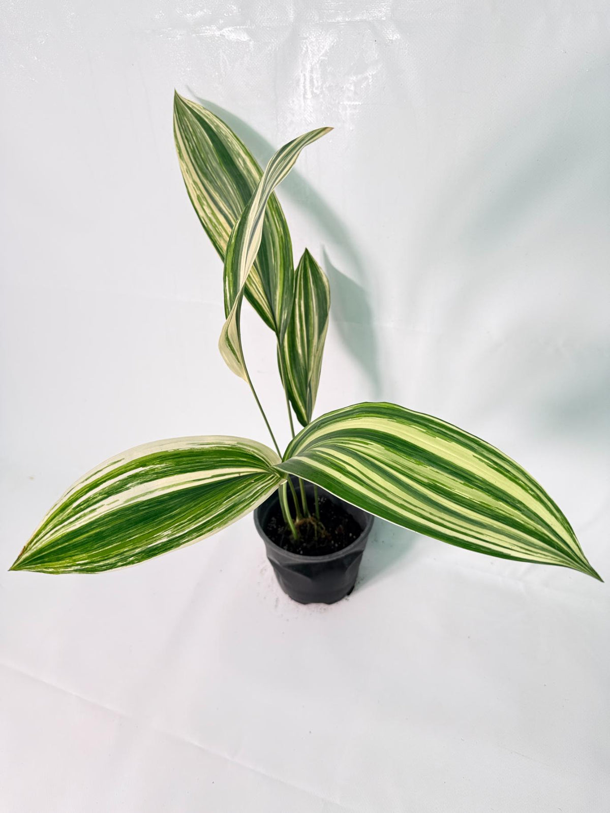 Aspidistra Elatior Variegata 02