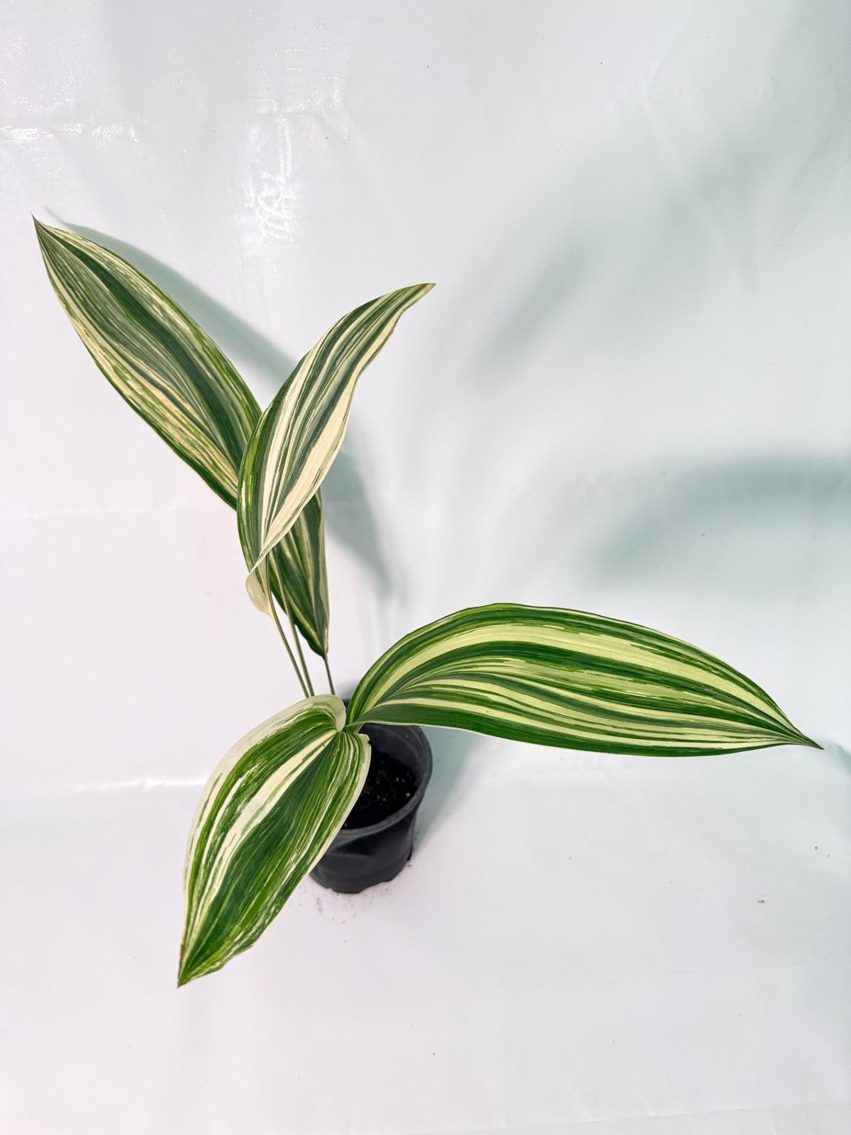 Aspidistra Elatior Variegata 03