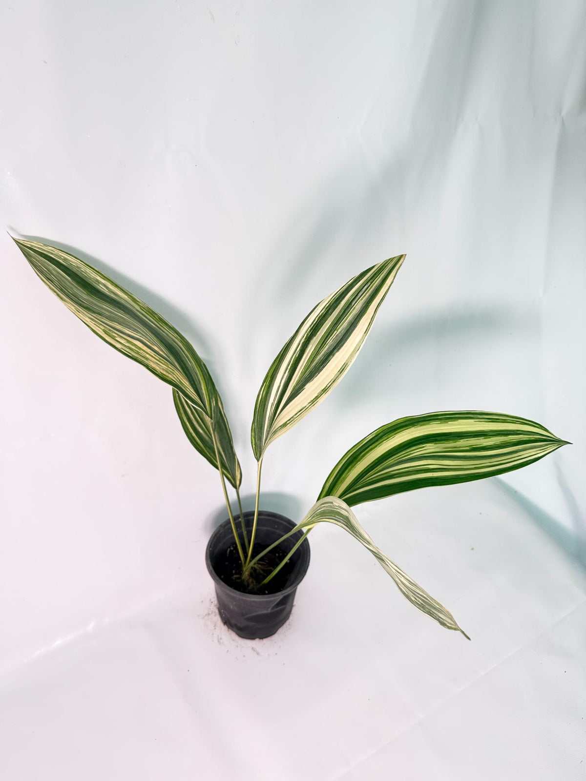 Aspidistra Elatior Variegata 04