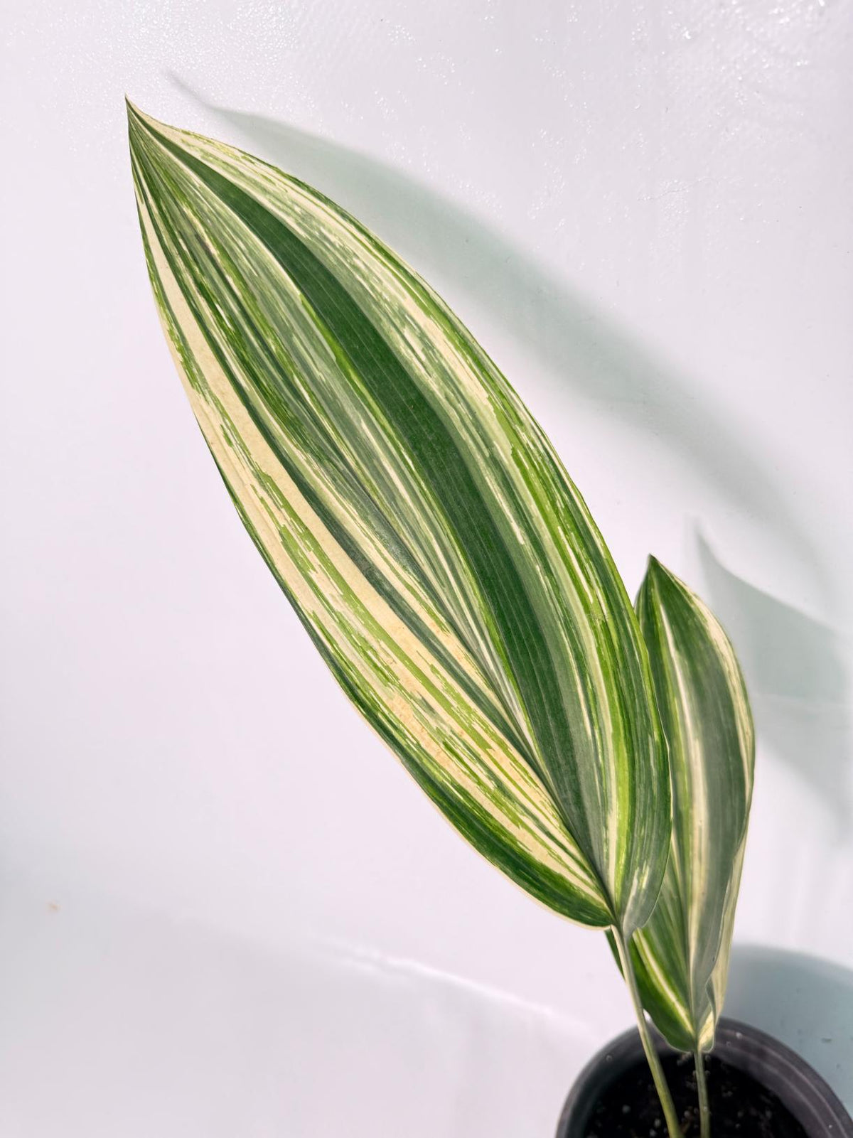 Aspidistra Elatior Variegata 05
