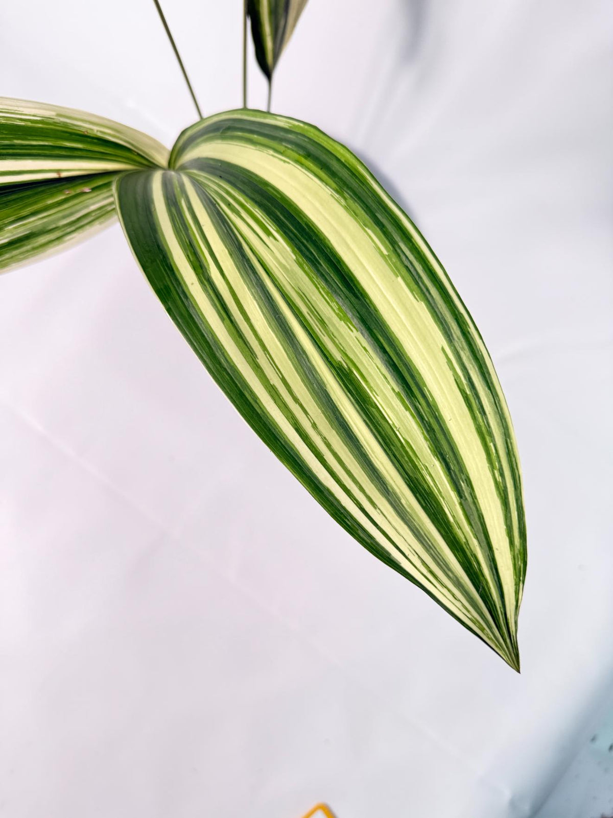 Aspidistra Elatior Variegata 06