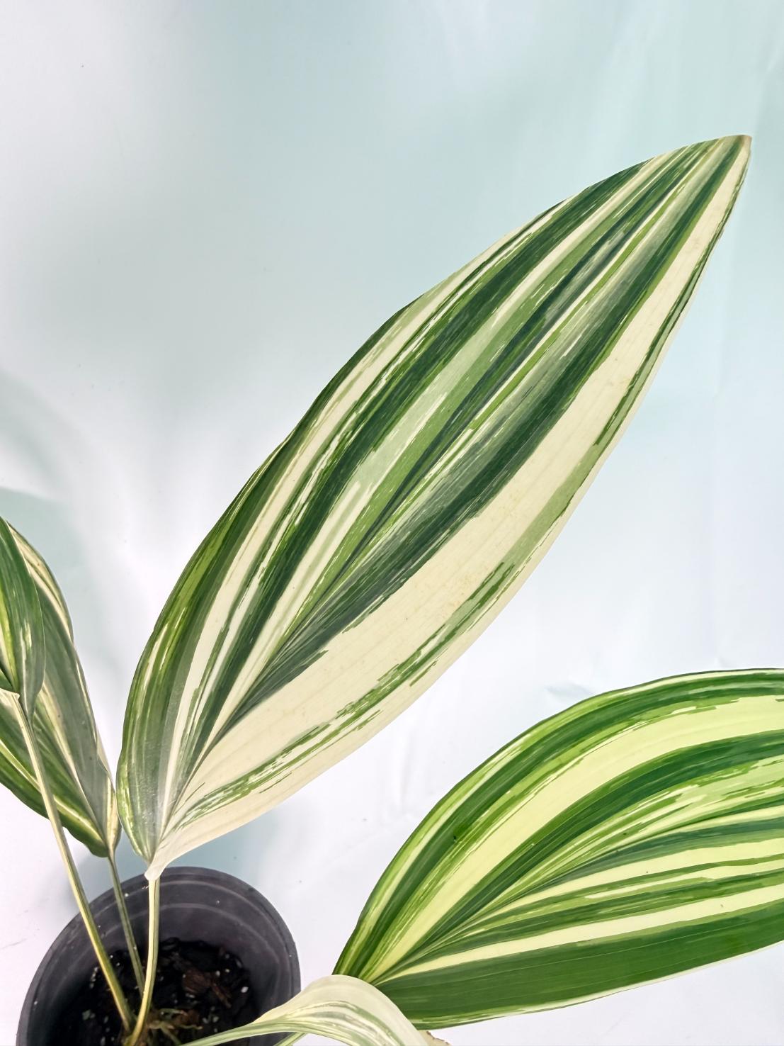 Aspidistra Elatior Variegata 07