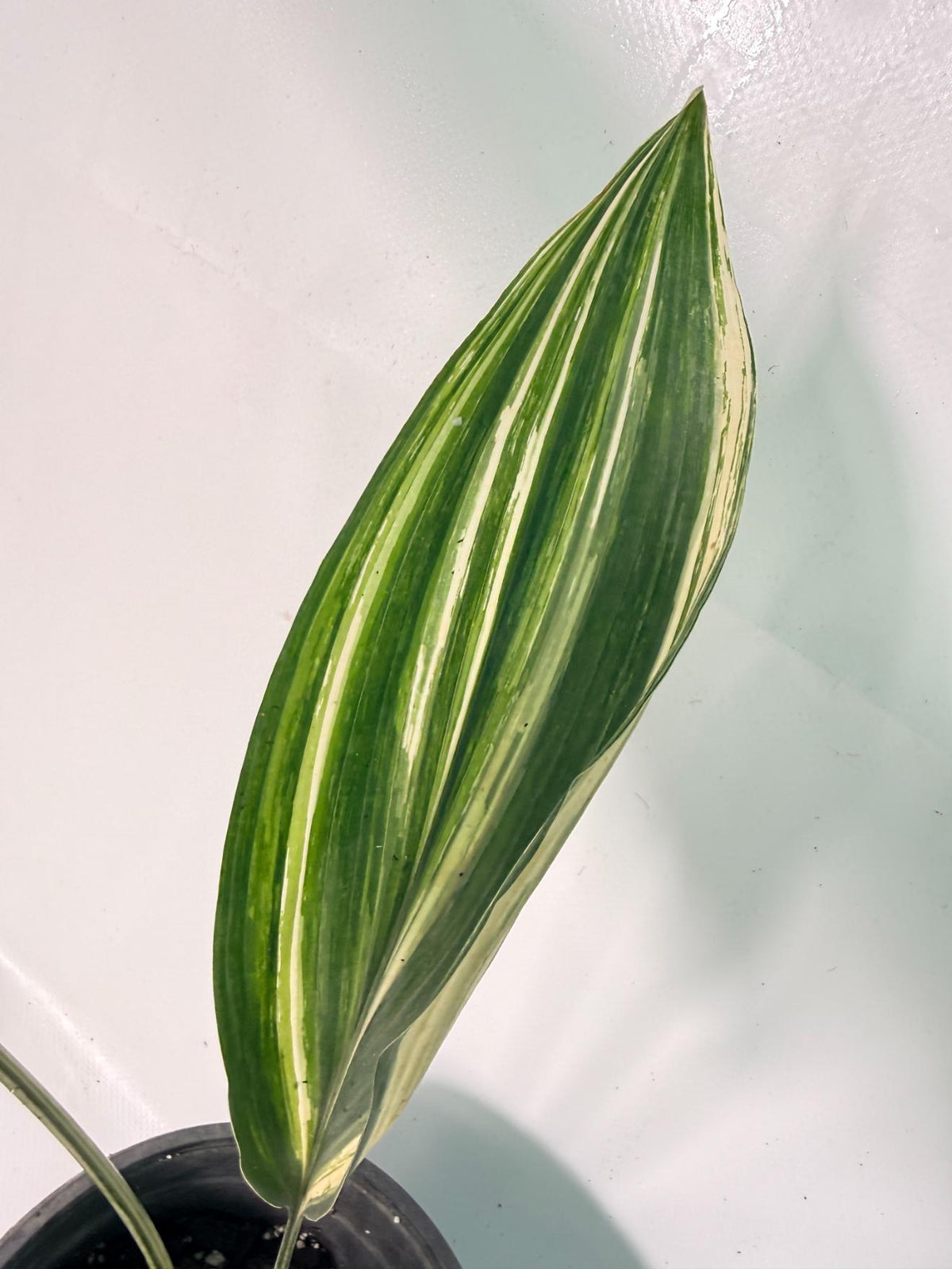 Aspidistra Elatior Variegata 08