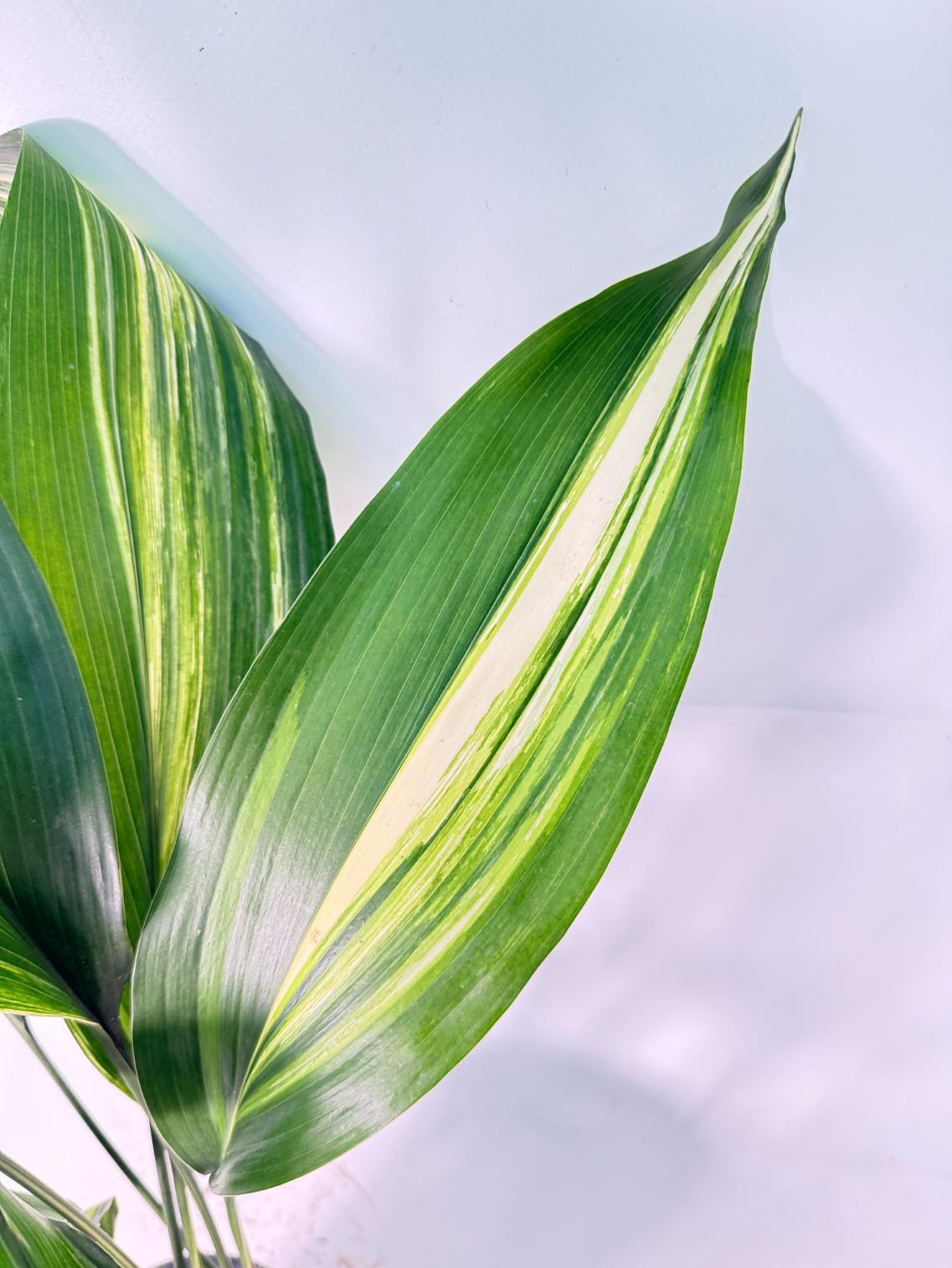 Aspidistra Elatior Variegata 08