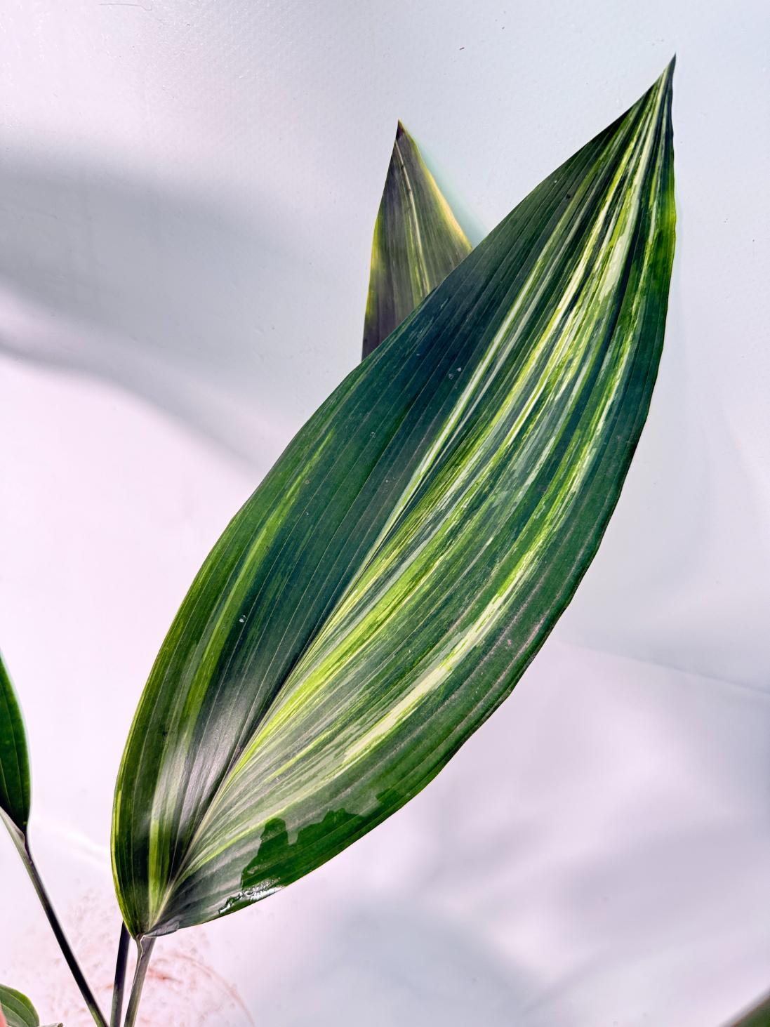 Aspidistra Elatior Variegata 09