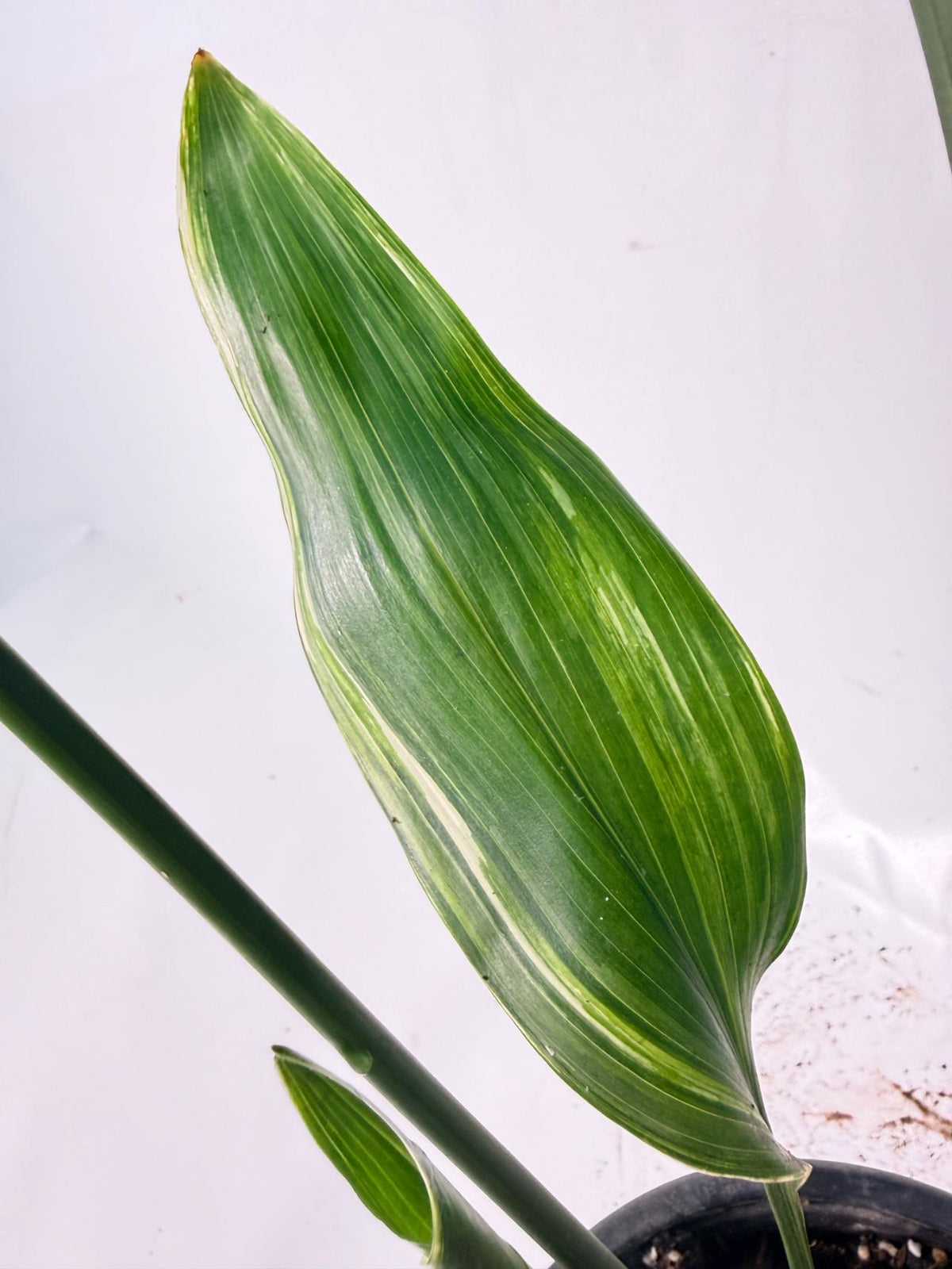 Aspidistra Elatior Variegata 10