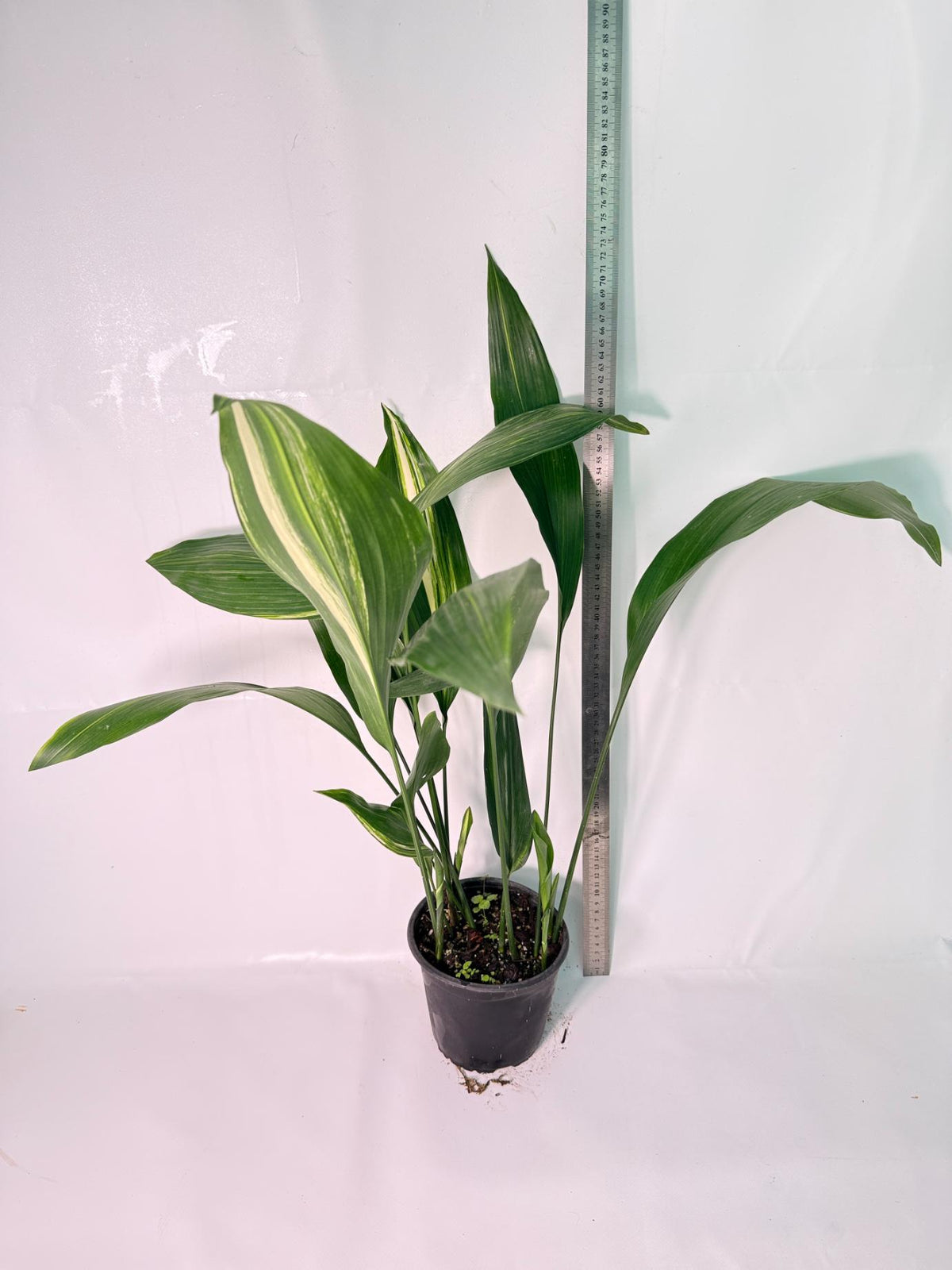 Aspidistra Elatior Variegata 11