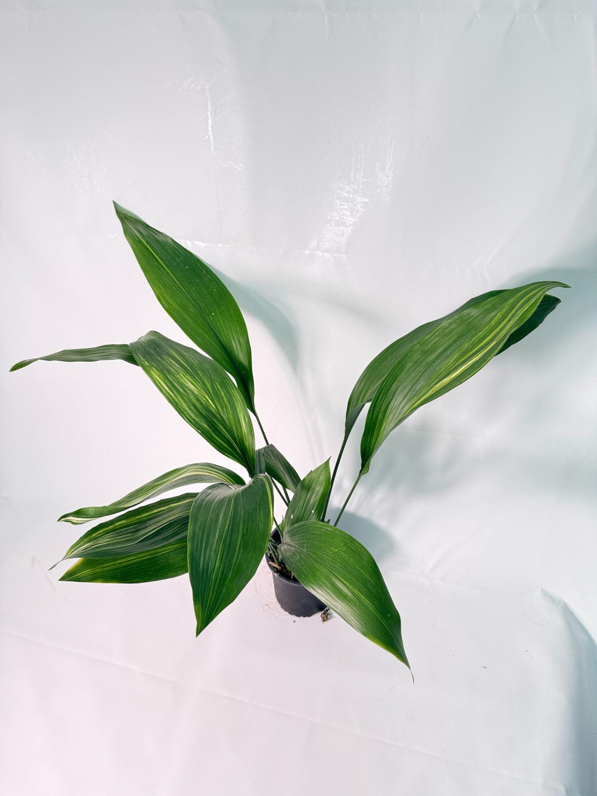Aspidistra Elatior Variegata 07