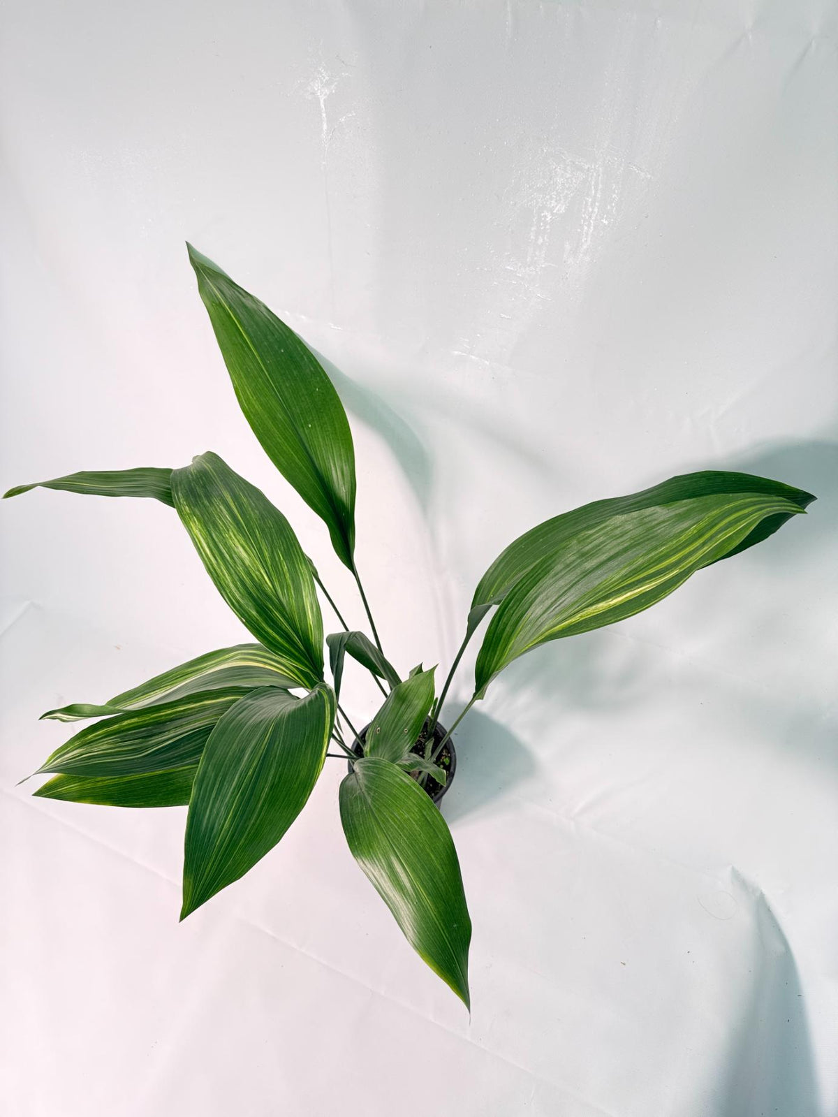 Aspidistra Elatior Variegata 02