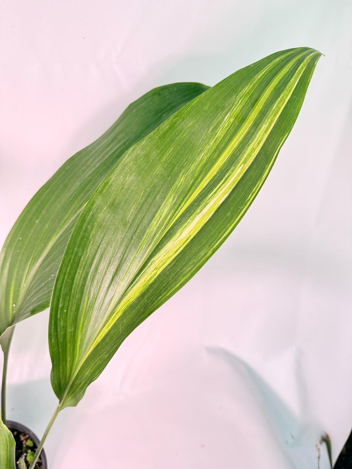 Aspidistra Elatior Variegata 03