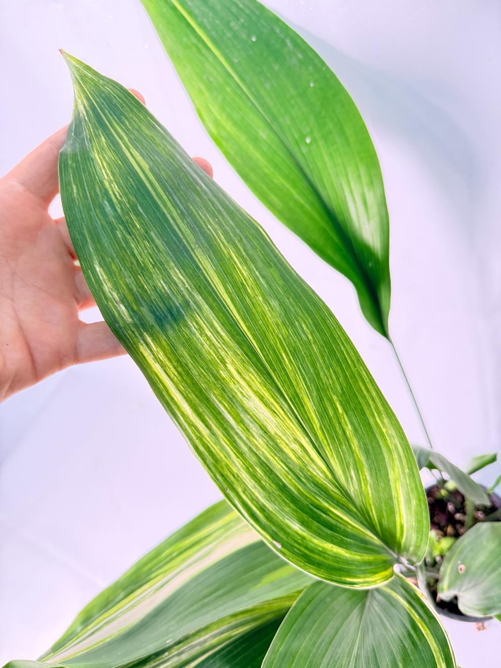 Aspidistra Elatior Variegata 04