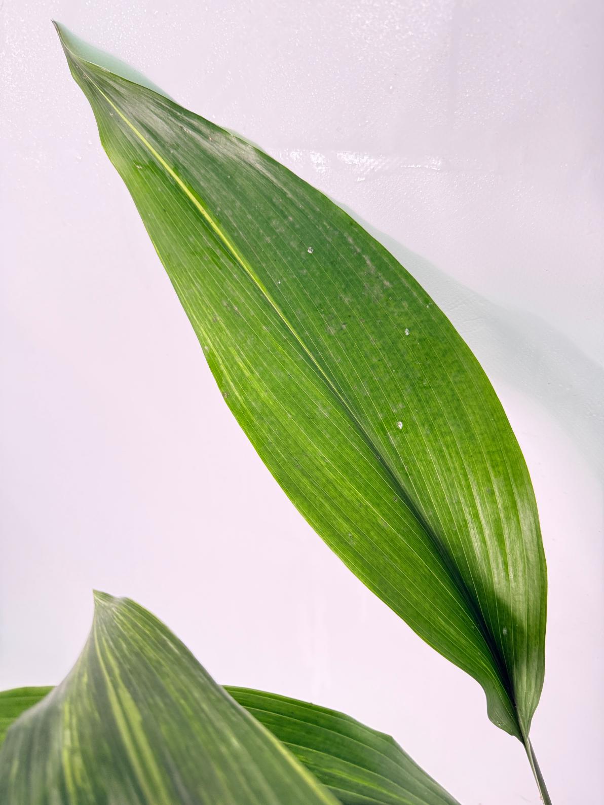 Aspidistra Elatior Variegata 05