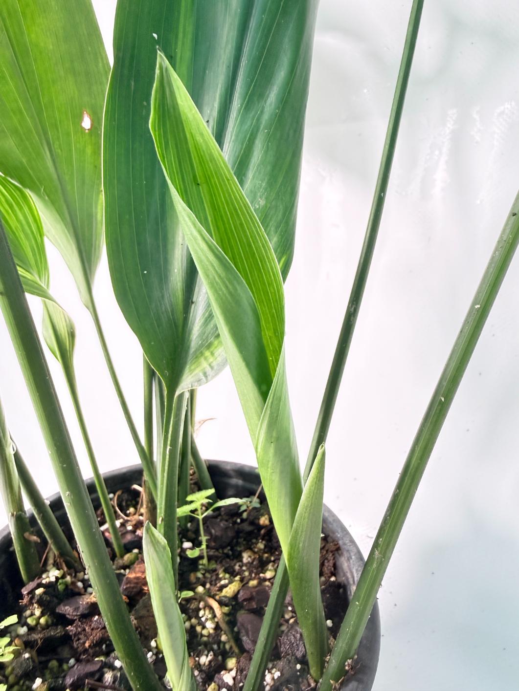 Aspidistra Elatior Variegata 01