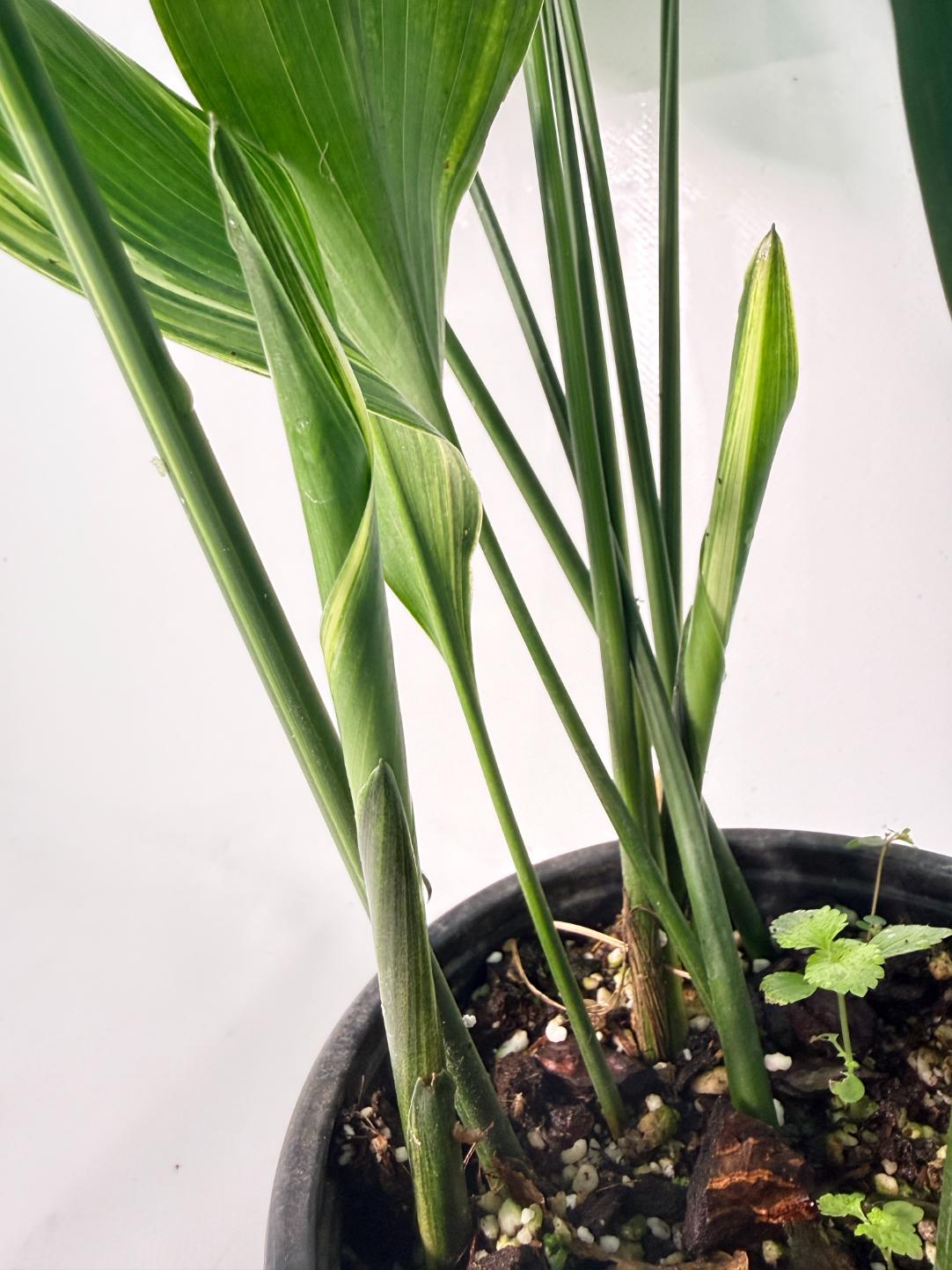 Aspidistra Elatior Variegata 06