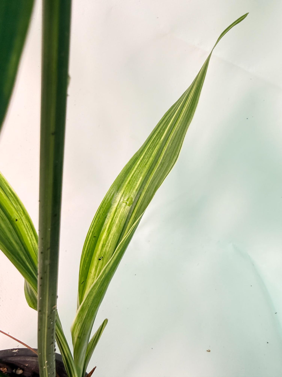 Aspidistra Elatior Variegata 08