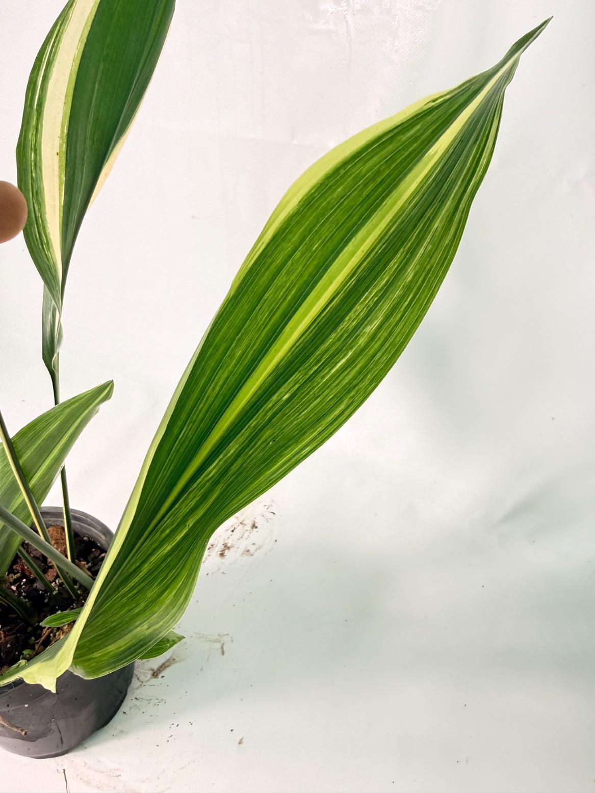 Aspidistra Elatior Variegata 10