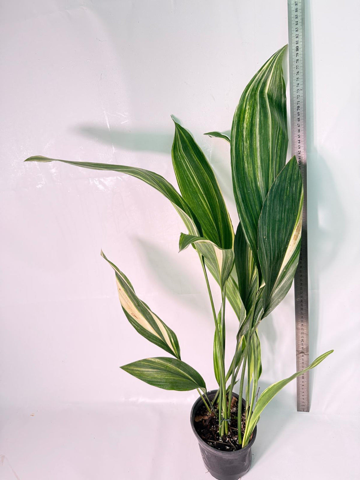 Aspidistra Elatior Variegata 11
