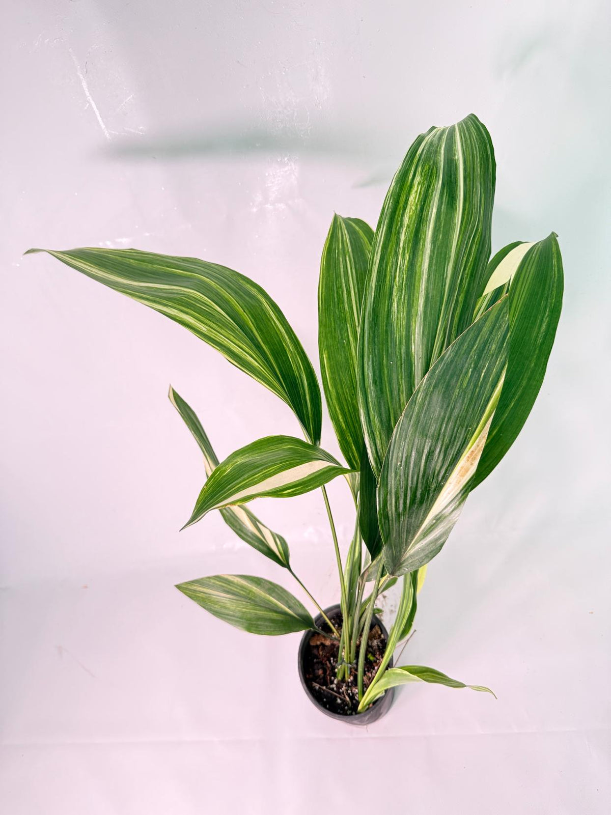 Aspidistra Elatior Variegata 04