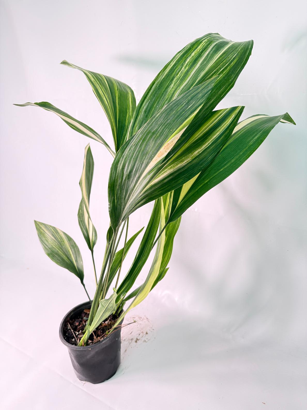 Aspidistra Elatior Variegata 02