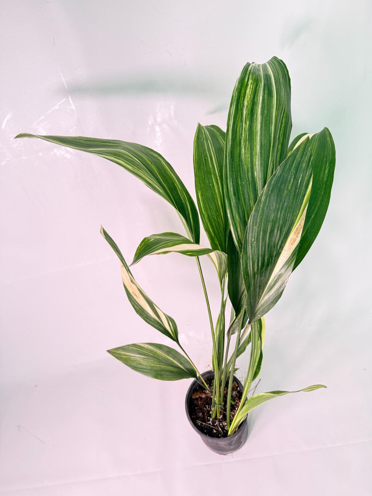 Aspidistra Elatior Variegata 01