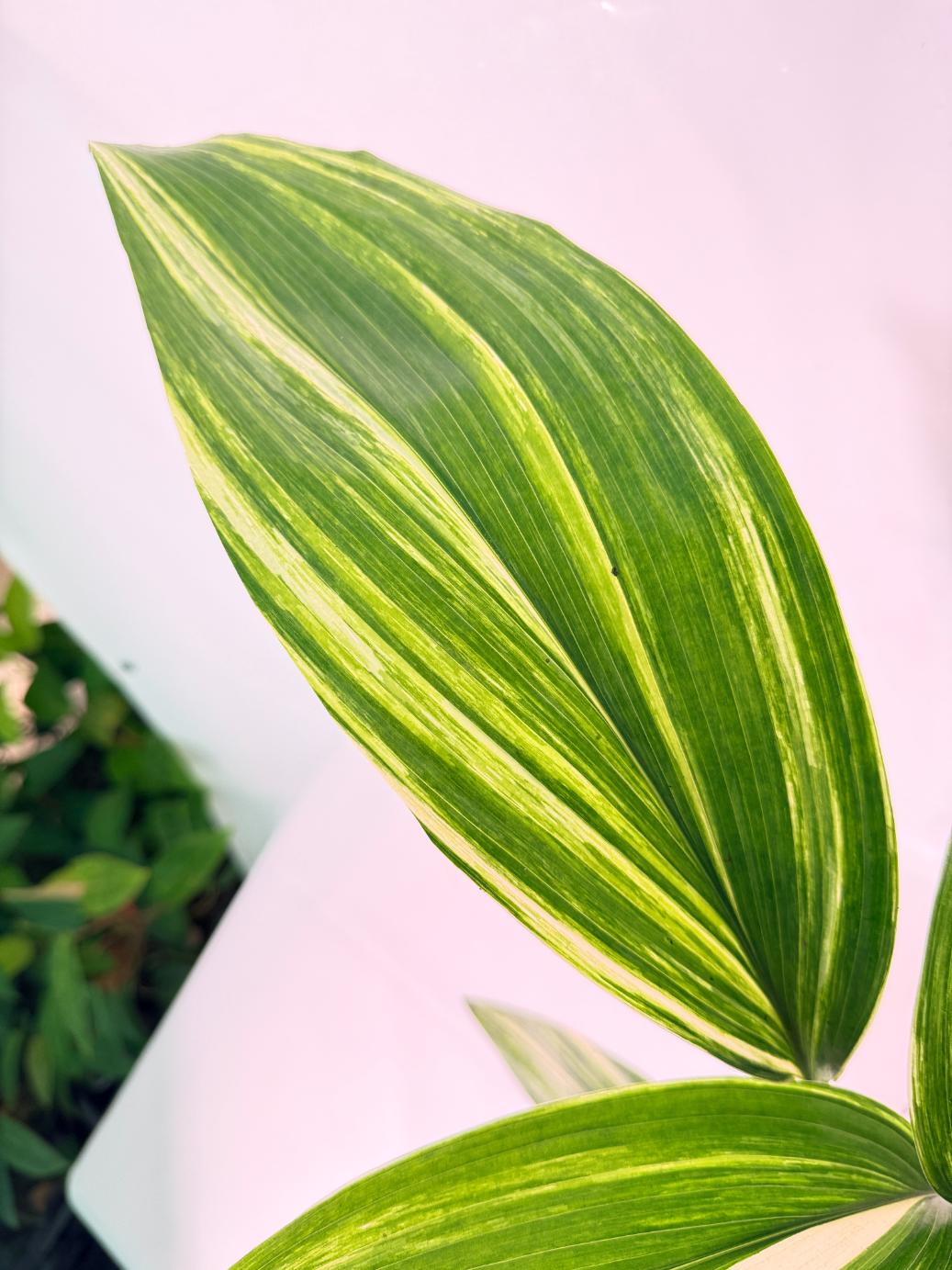 Aspidistra Elatior Variegata 5