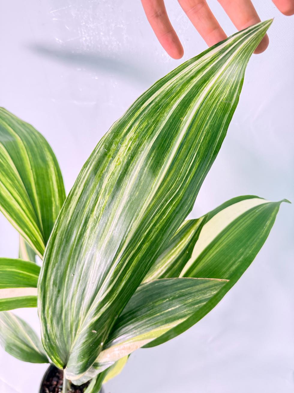 Aspidistra Elatior Variegata 06